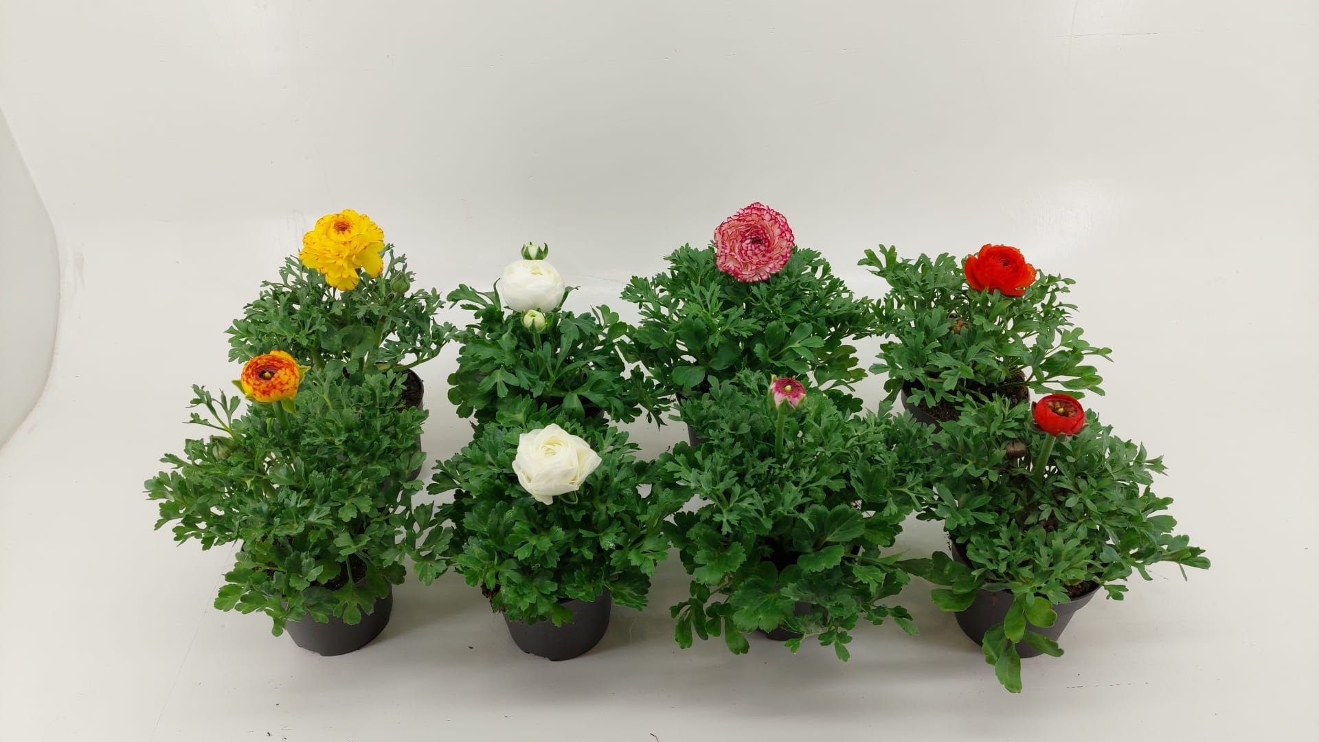 Ranonkel mix laag, D 12