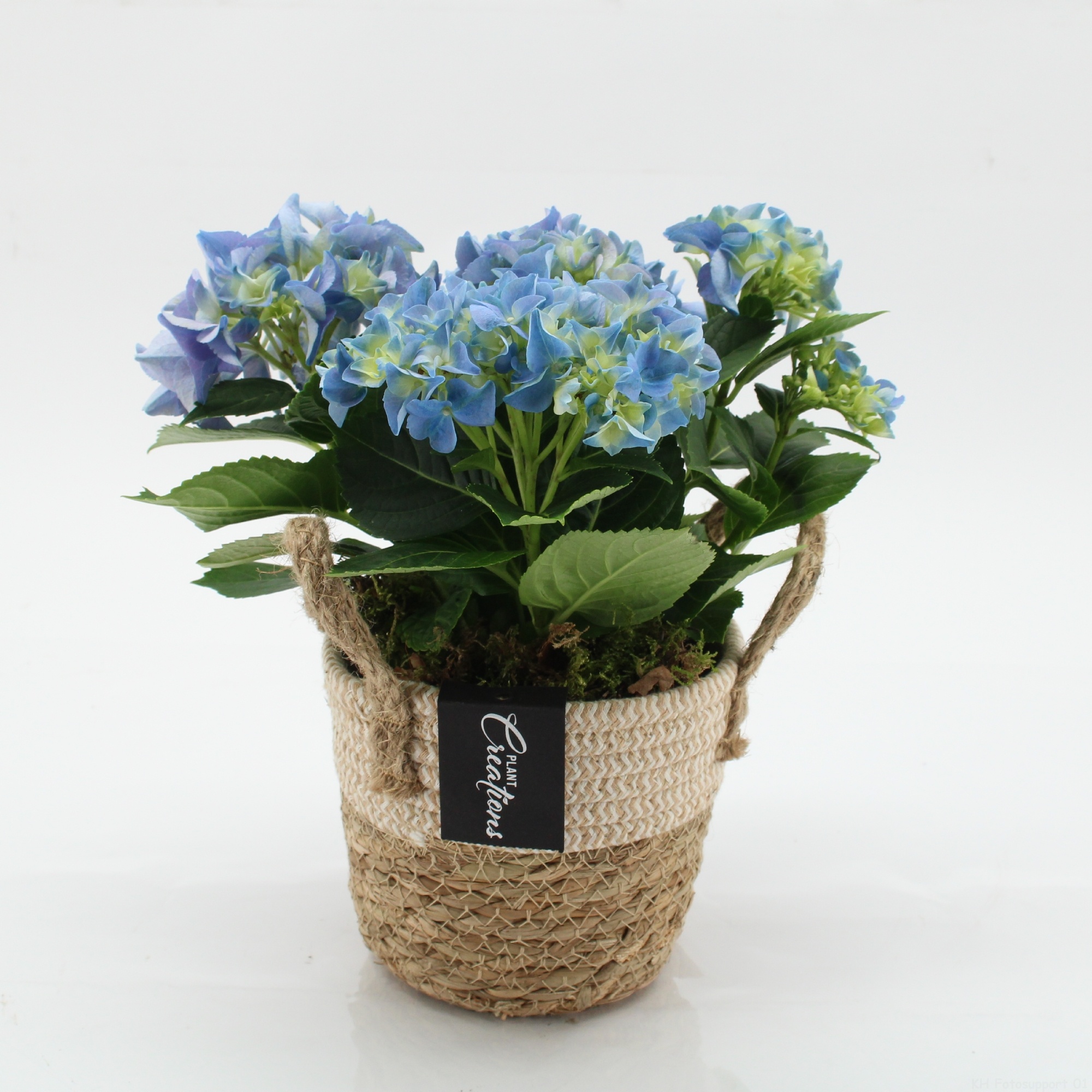 KHCR-2609B Hydrangea creations, D 14