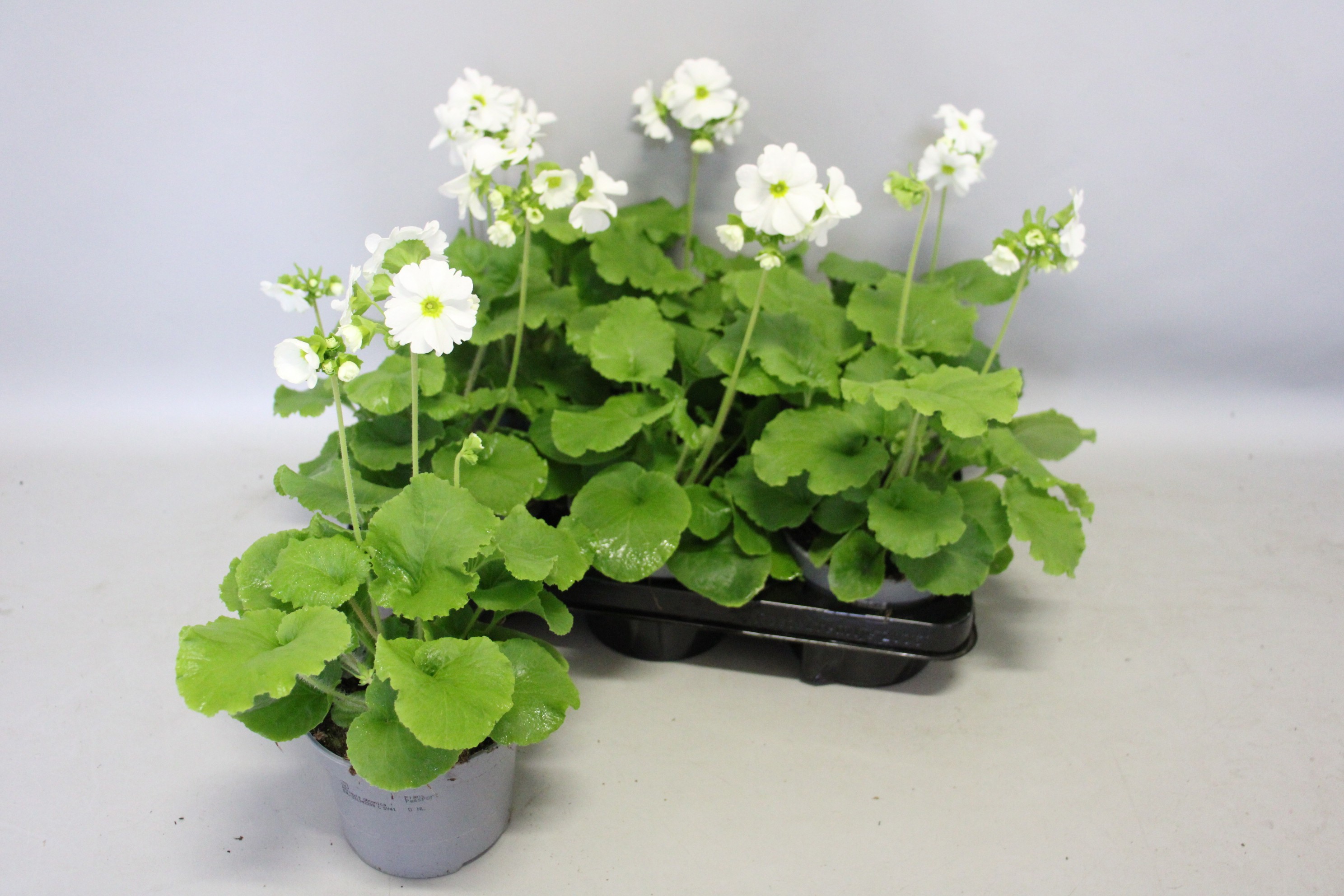 Primula obconica 13cm White, D 13