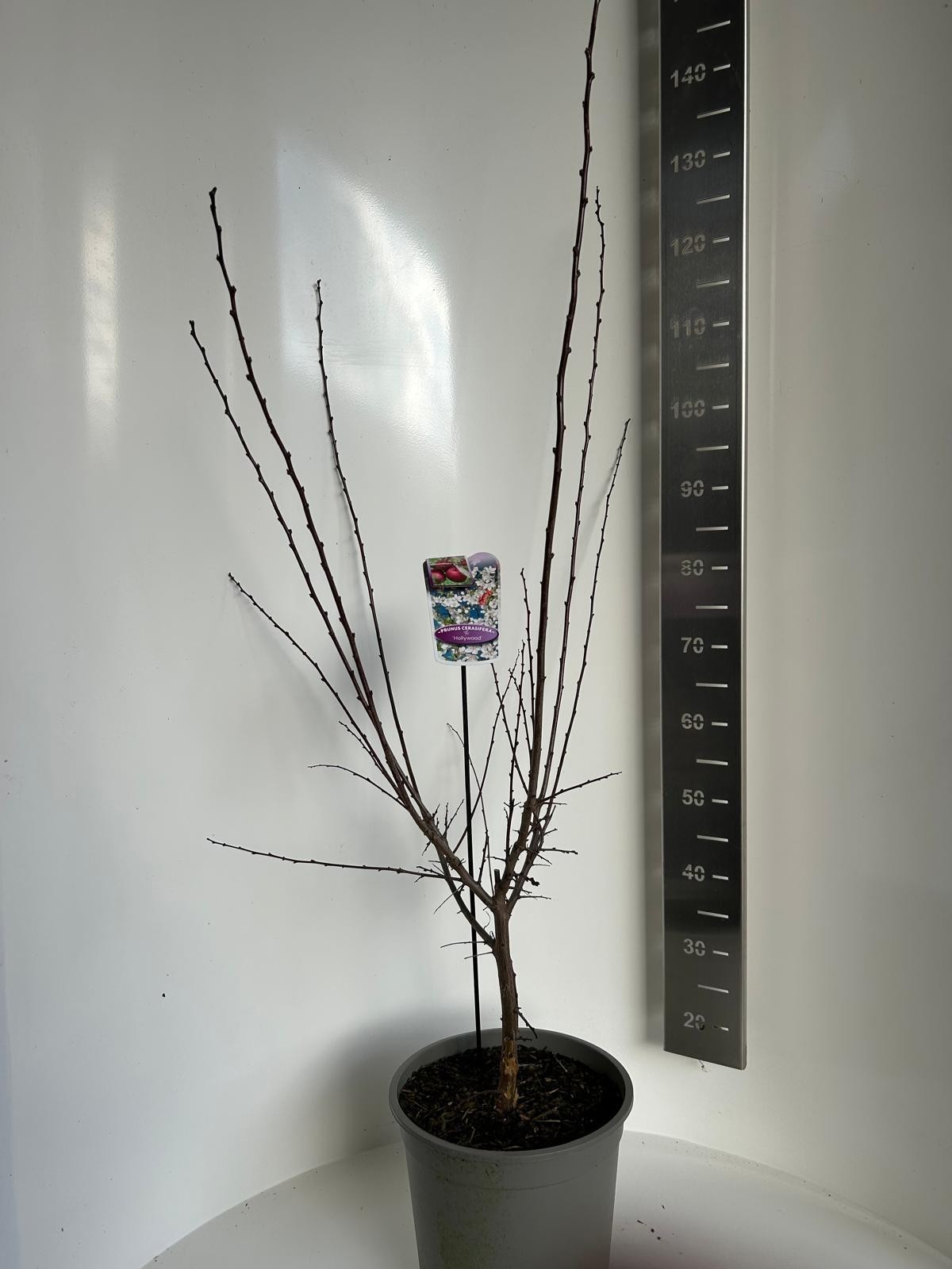 Prunus cer. Hollywood, D 27