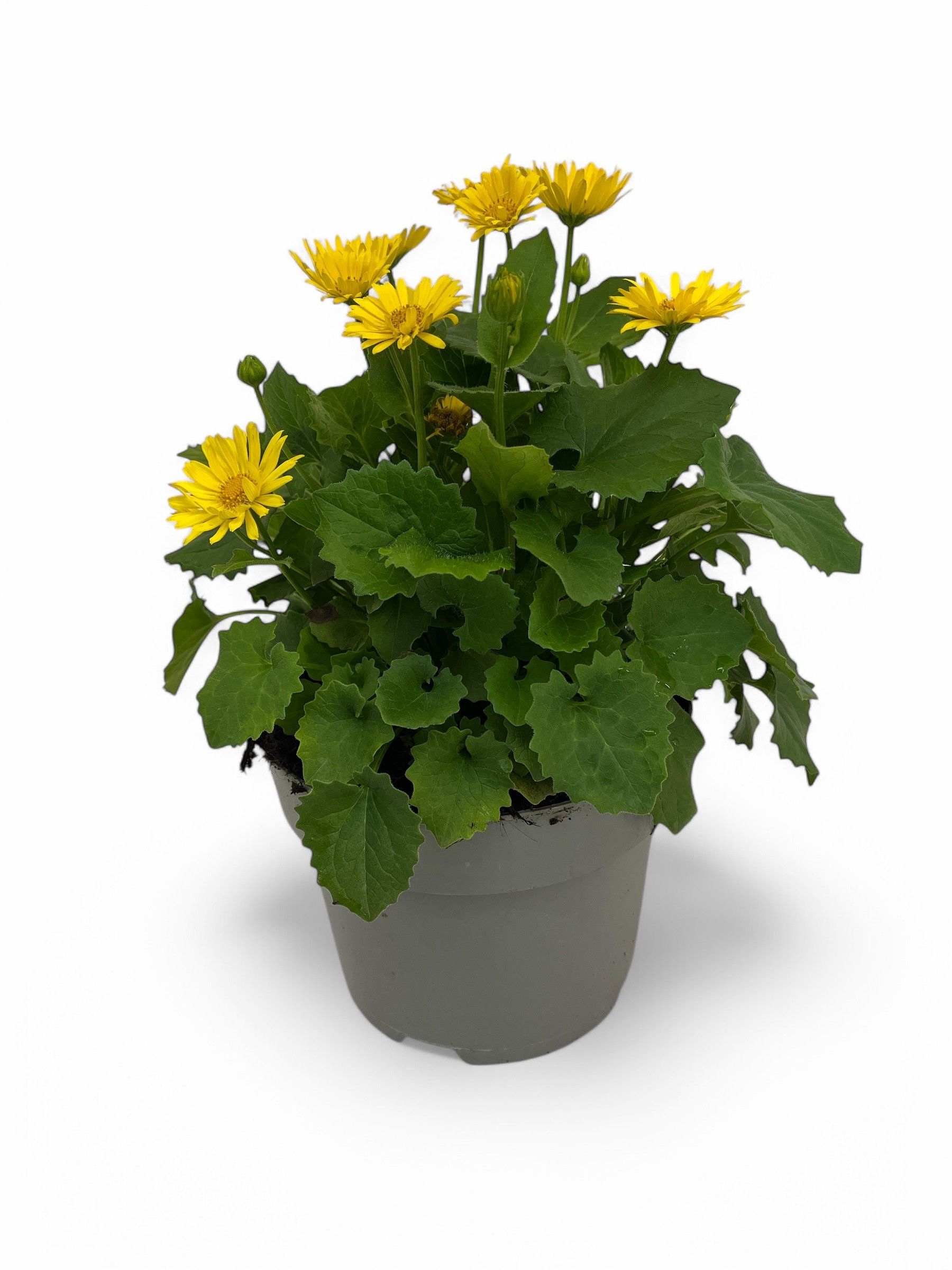 Doronicum orientale 'Leonardo Compact', D 19