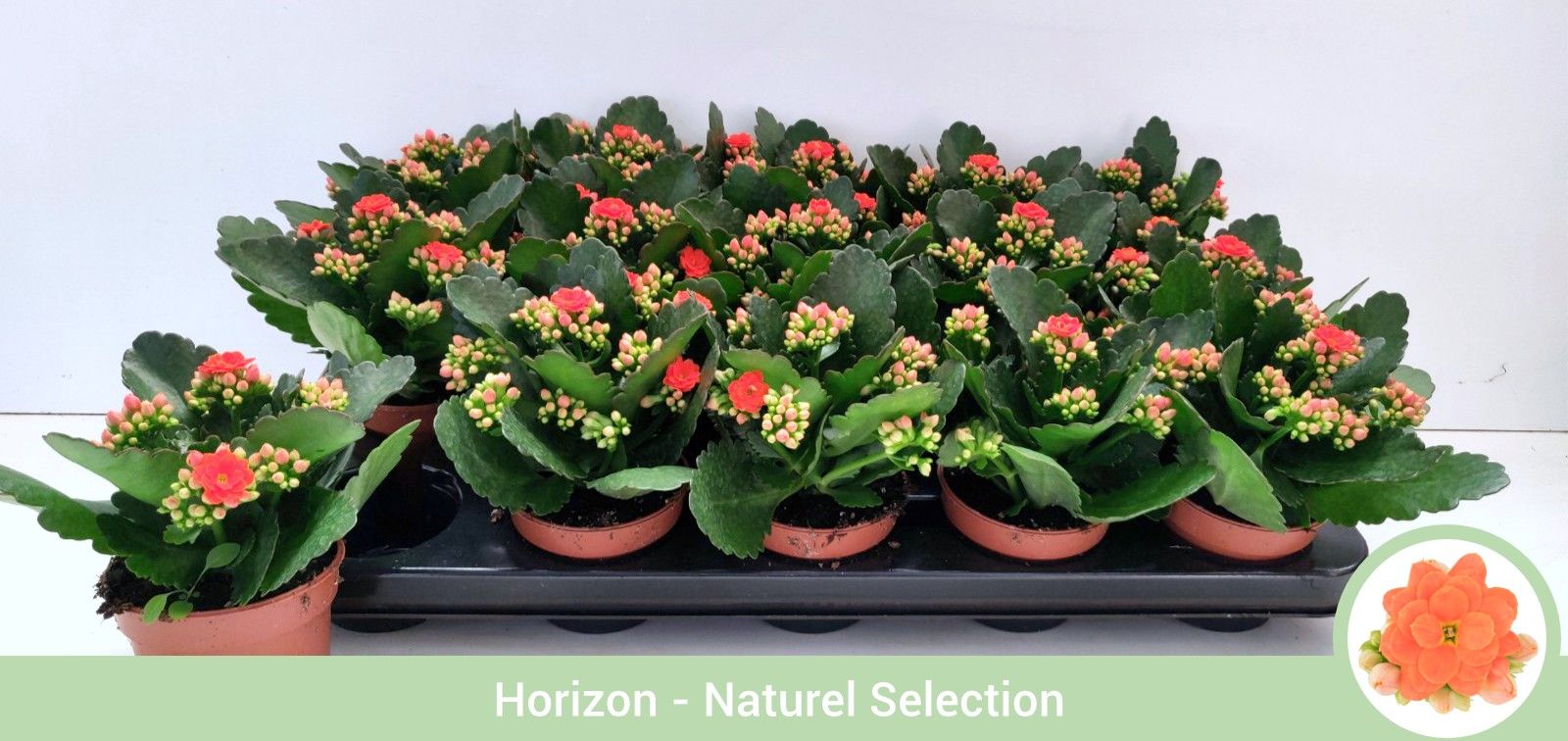 Kalanchoë dubbelbloemig ORANJE - geen hoes, D 9