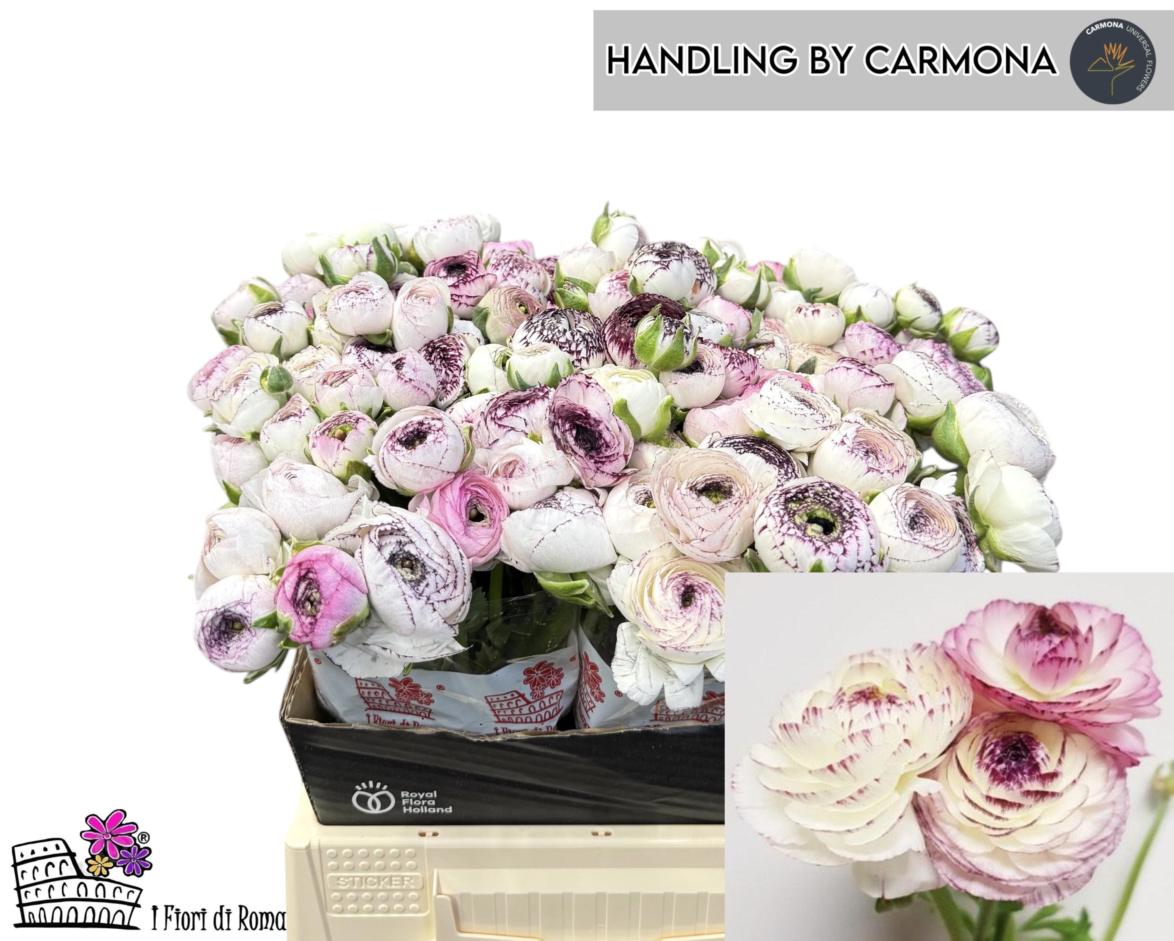 Ранункулус Элеганс Вайт Страйпс 40, шт.