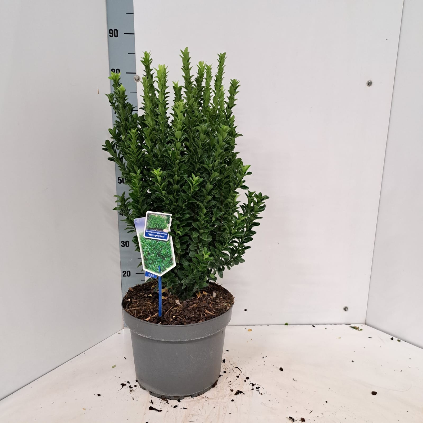 Euonymus jap. 'Microphyllus', D 29