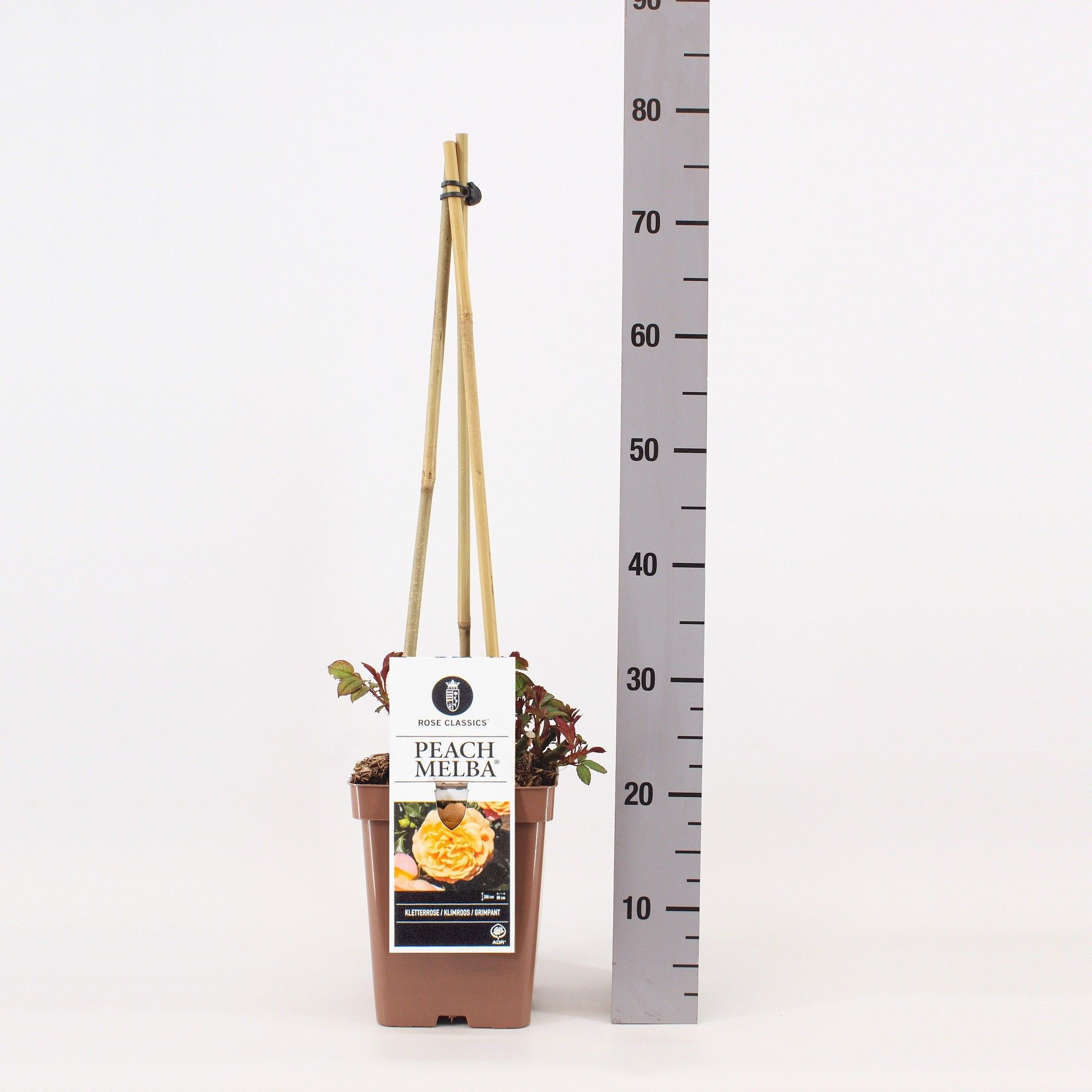 Rosa (K), Peach Melba ®, C5 4 stok 90cm, D 23