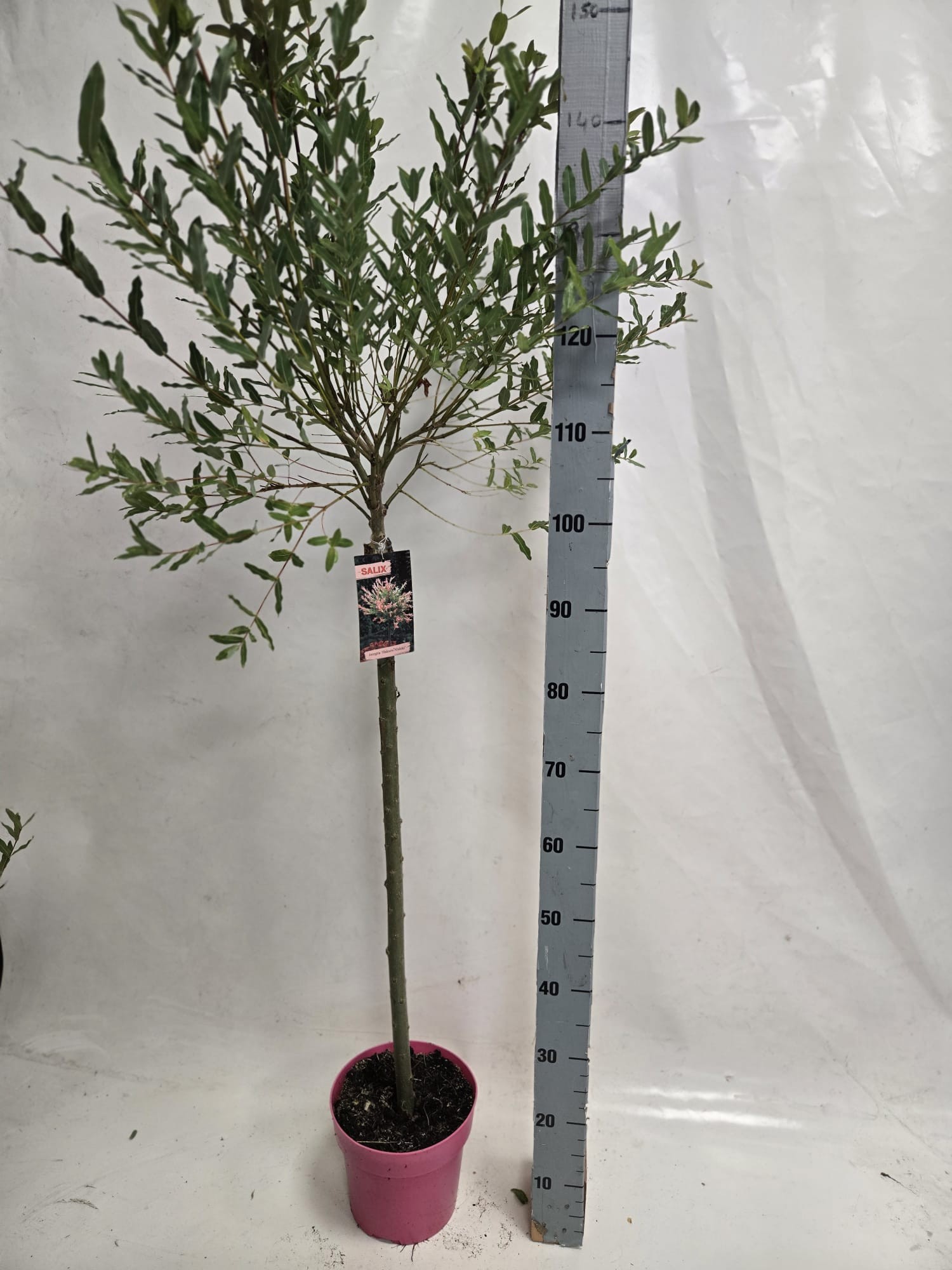 salix nishiki 80 roze pot, D 21