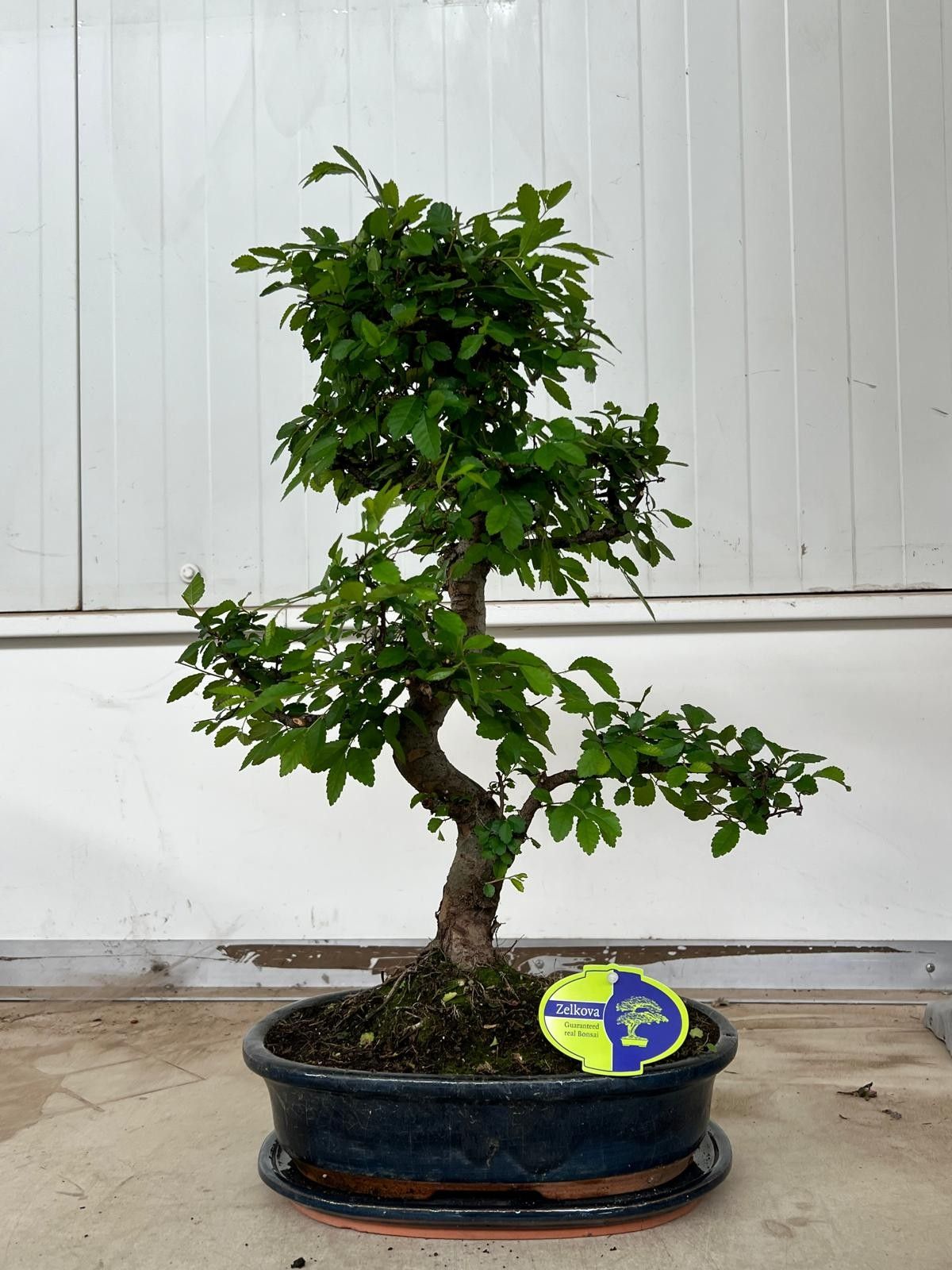 Zelkova parvifolia, 32cm., shape, with drip tray, D 32