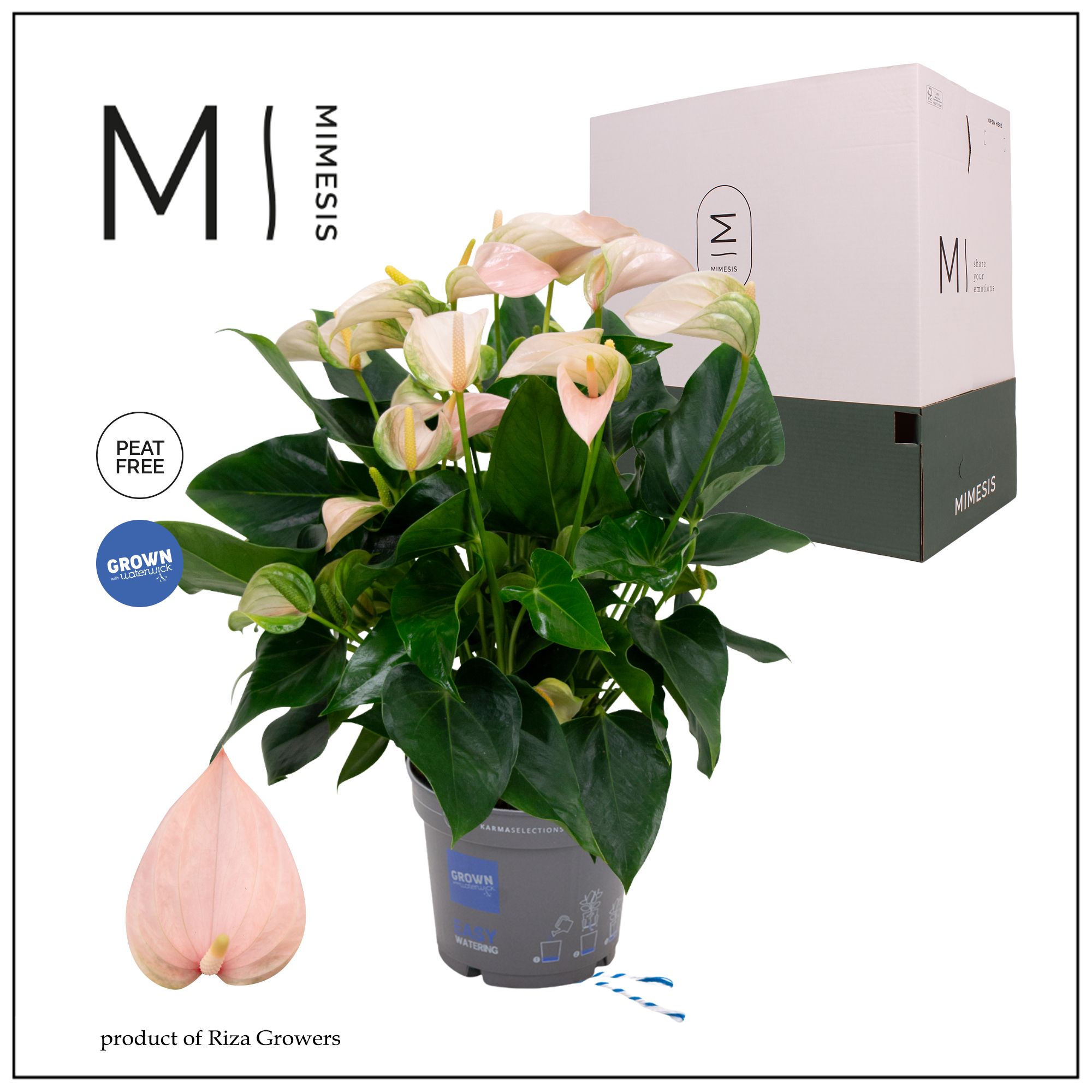 Mimesis Anthurium KARMA Joli Peach - 17cm, D 17