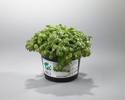 CALLISIA REPENS 'CALLISIA', D 11