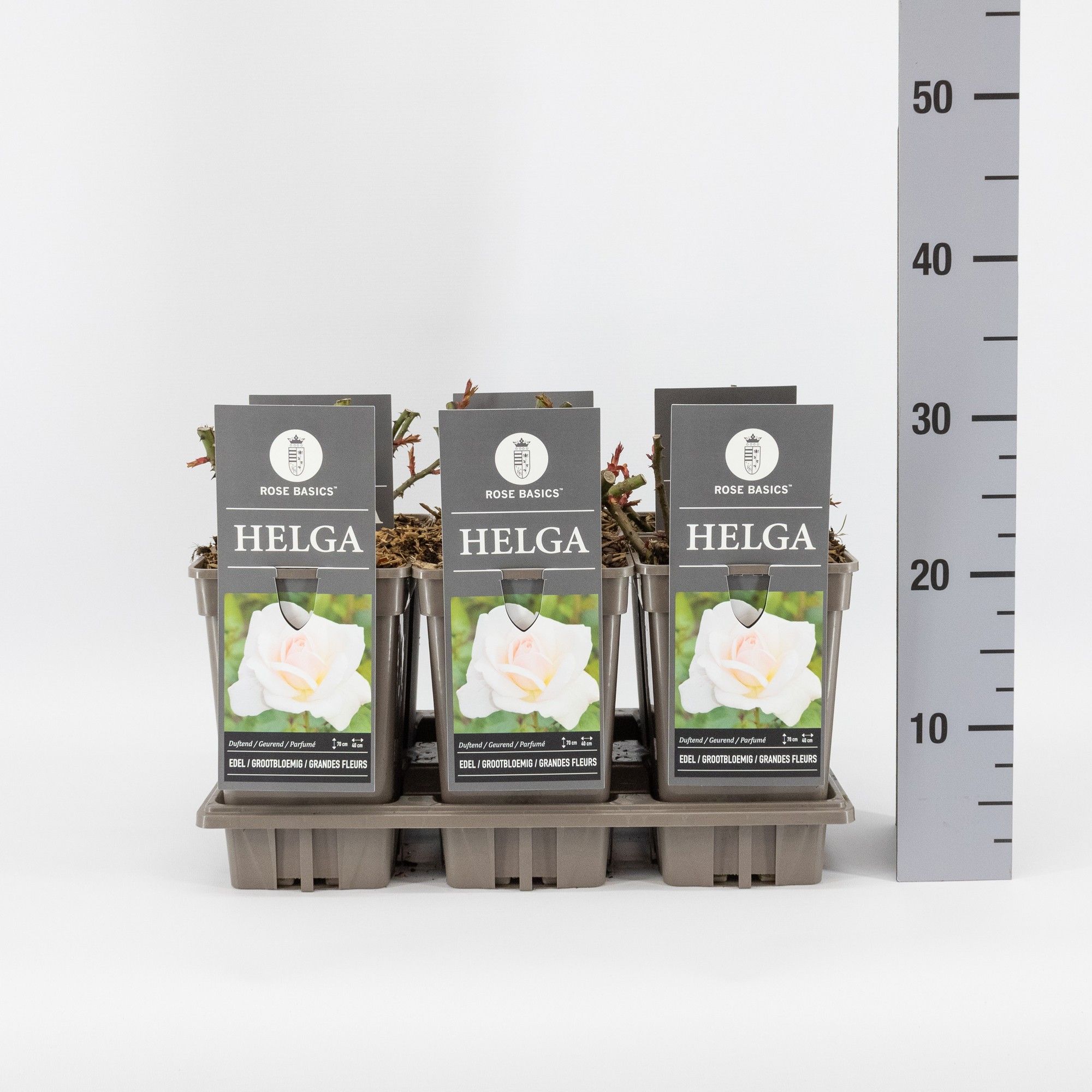 Rosa (TH) Helga, C3, D 17