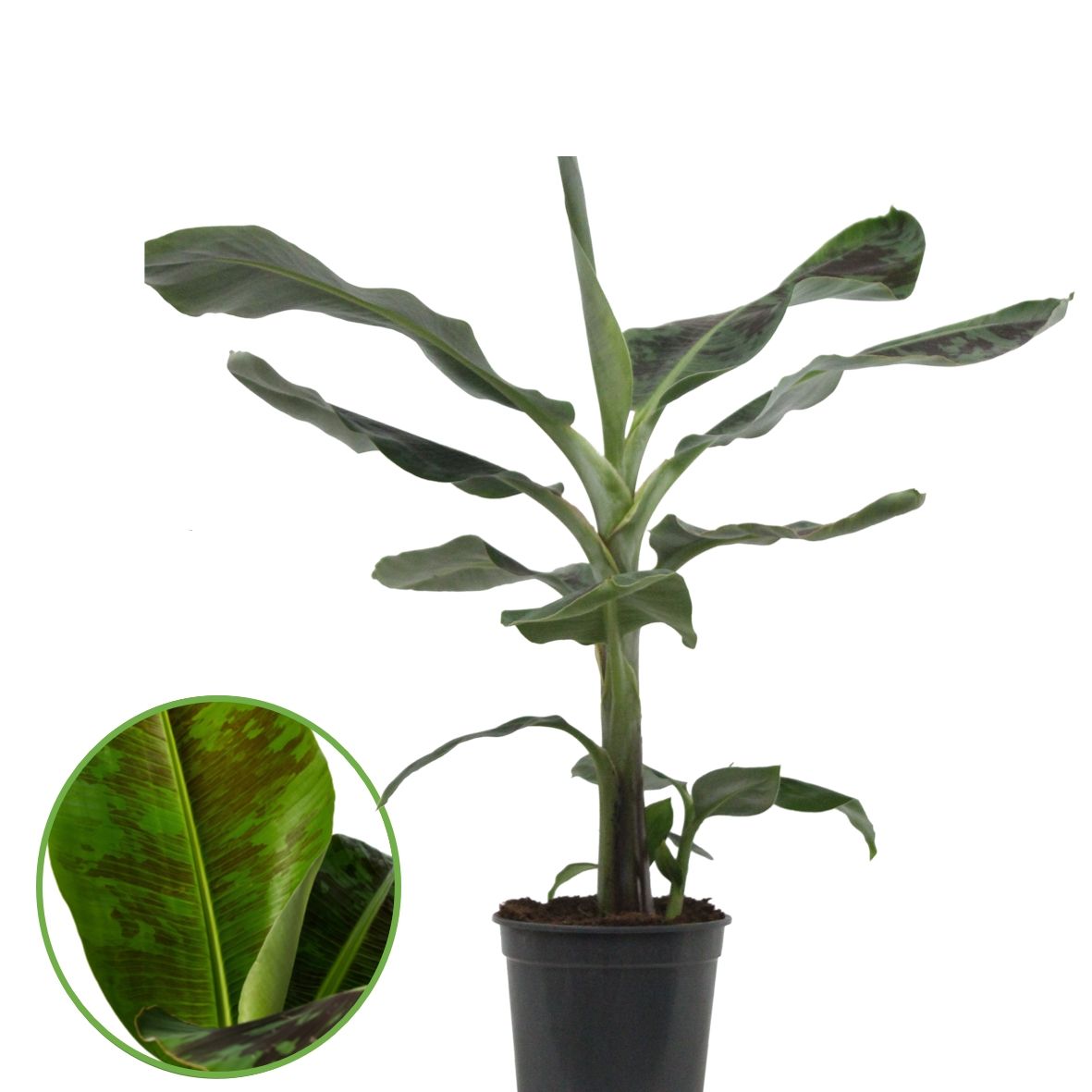 Musa Dwarf Cavendish, D 21