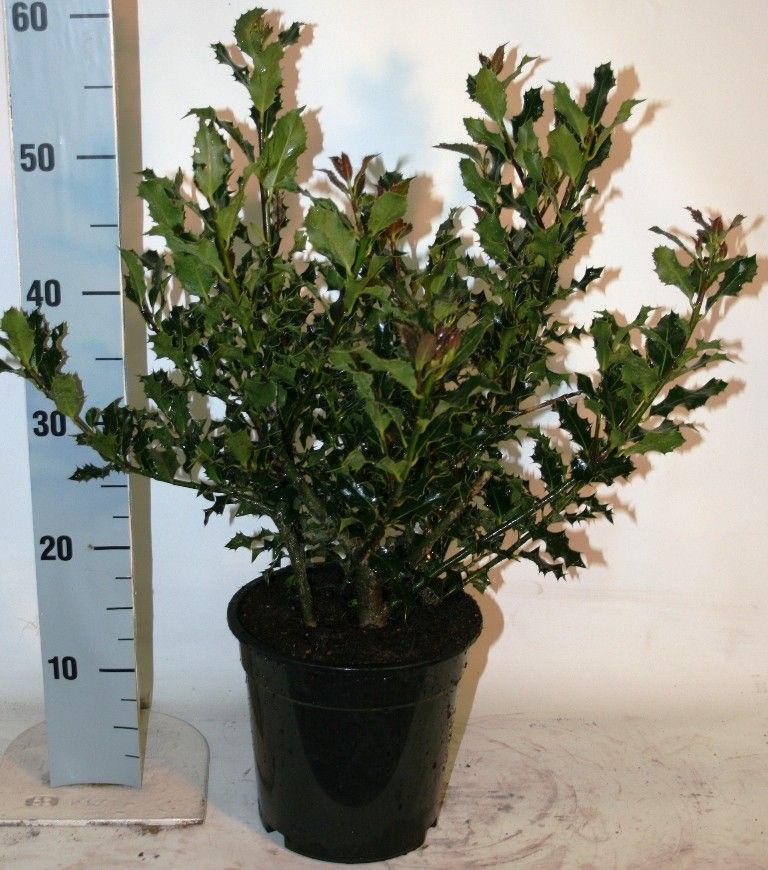 Ilex aquifolium, D 23