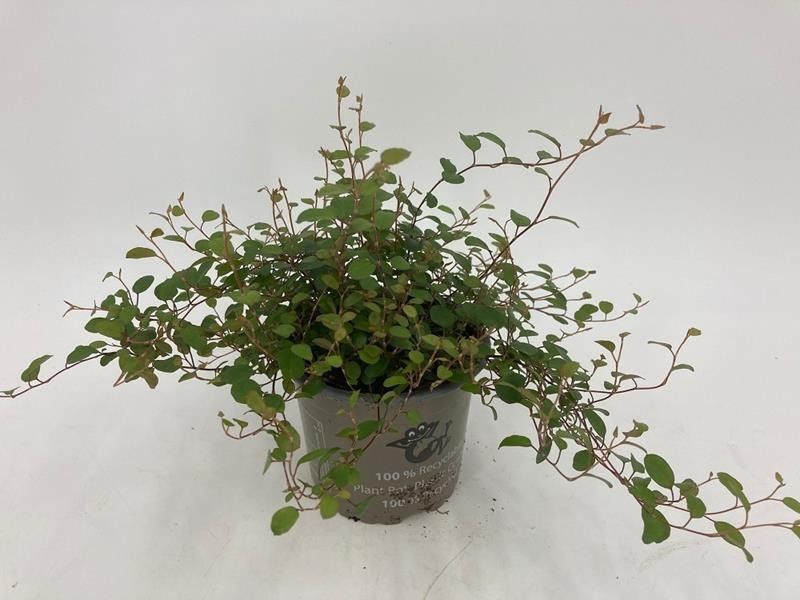 MUEHLENBECKIA COMPLEXA, D 11