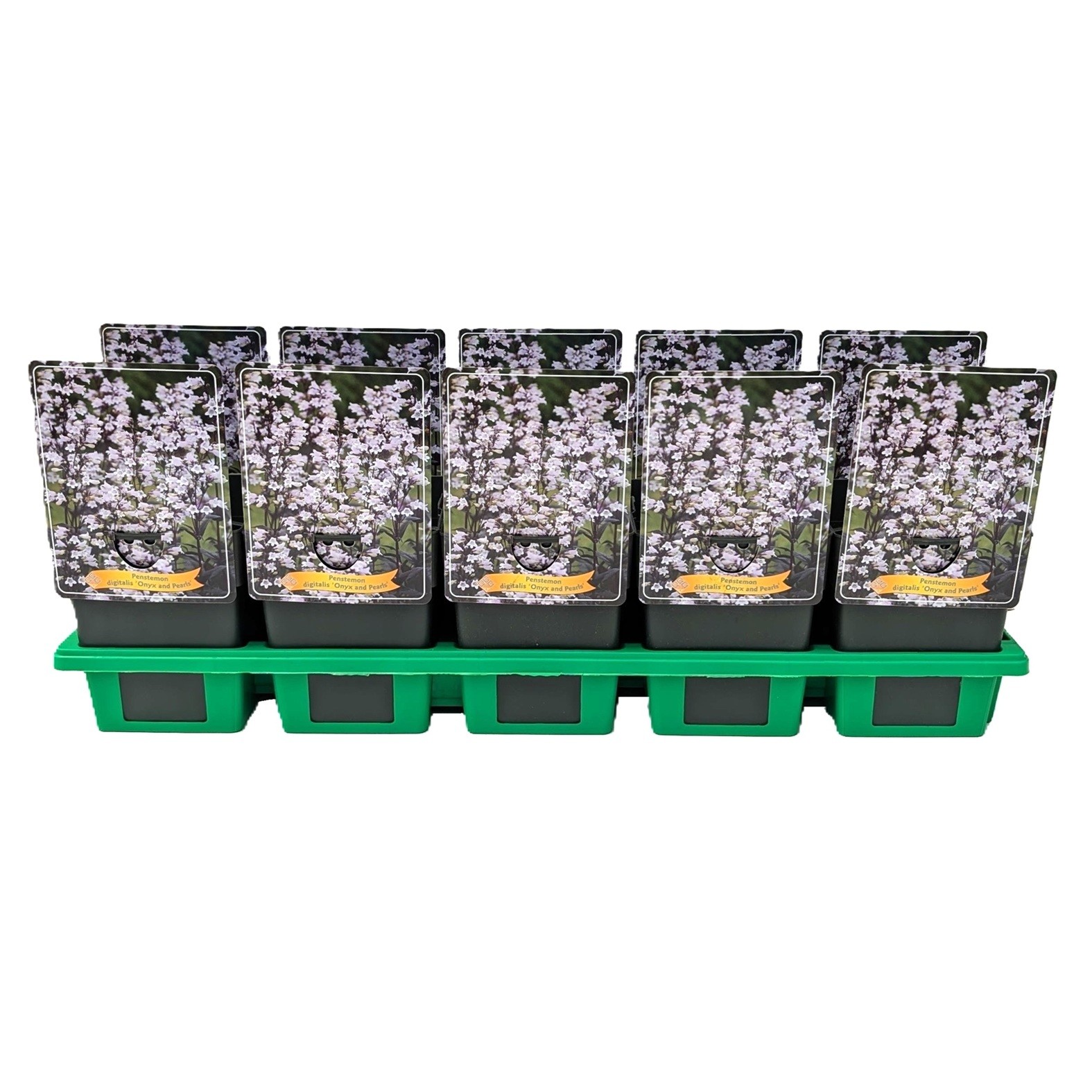 Penstemon digitalis 'Onyx and Pearls' P11, D 11