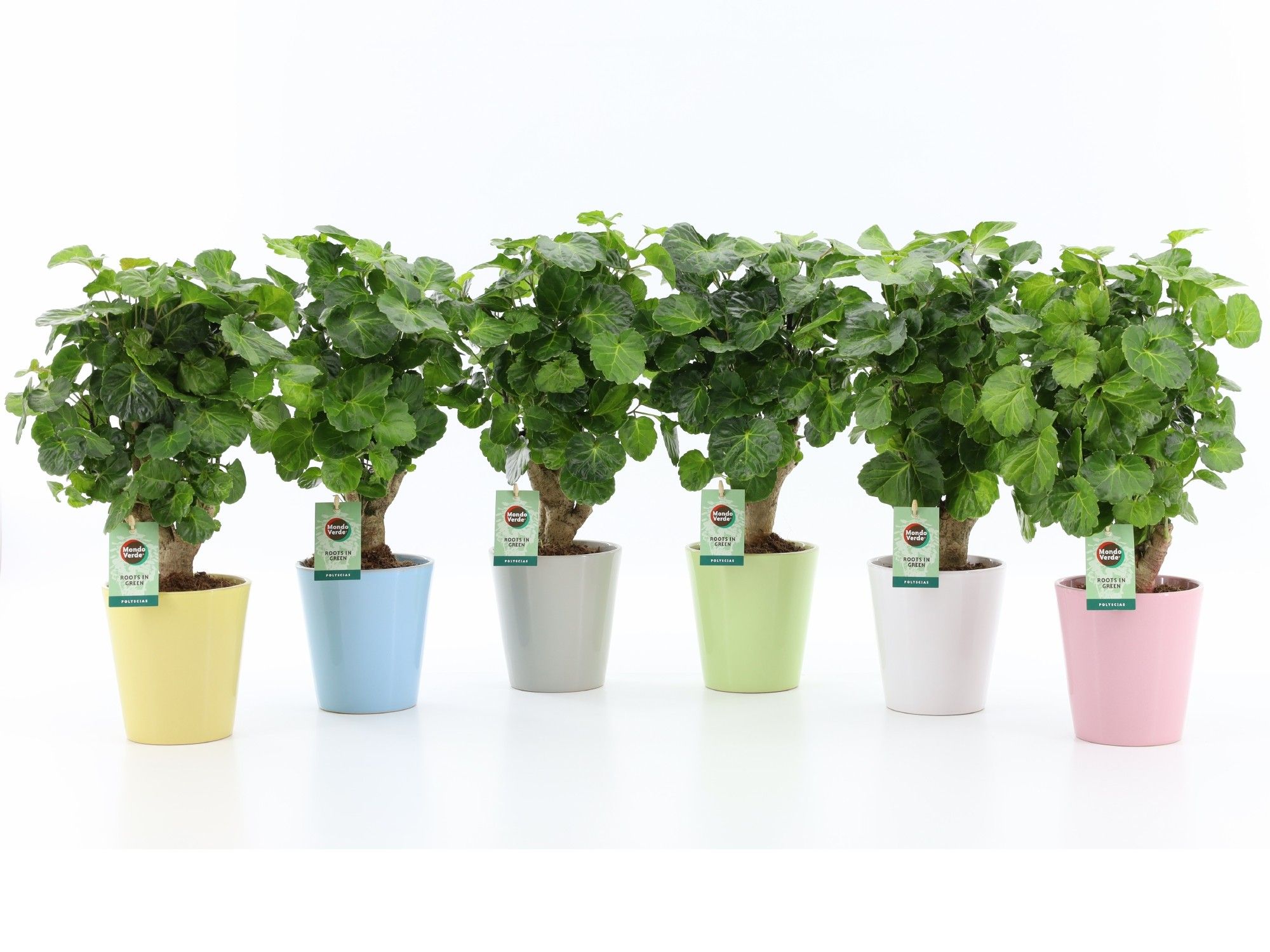 Polyscias Green Lemon in Pastel keramiek, D 13