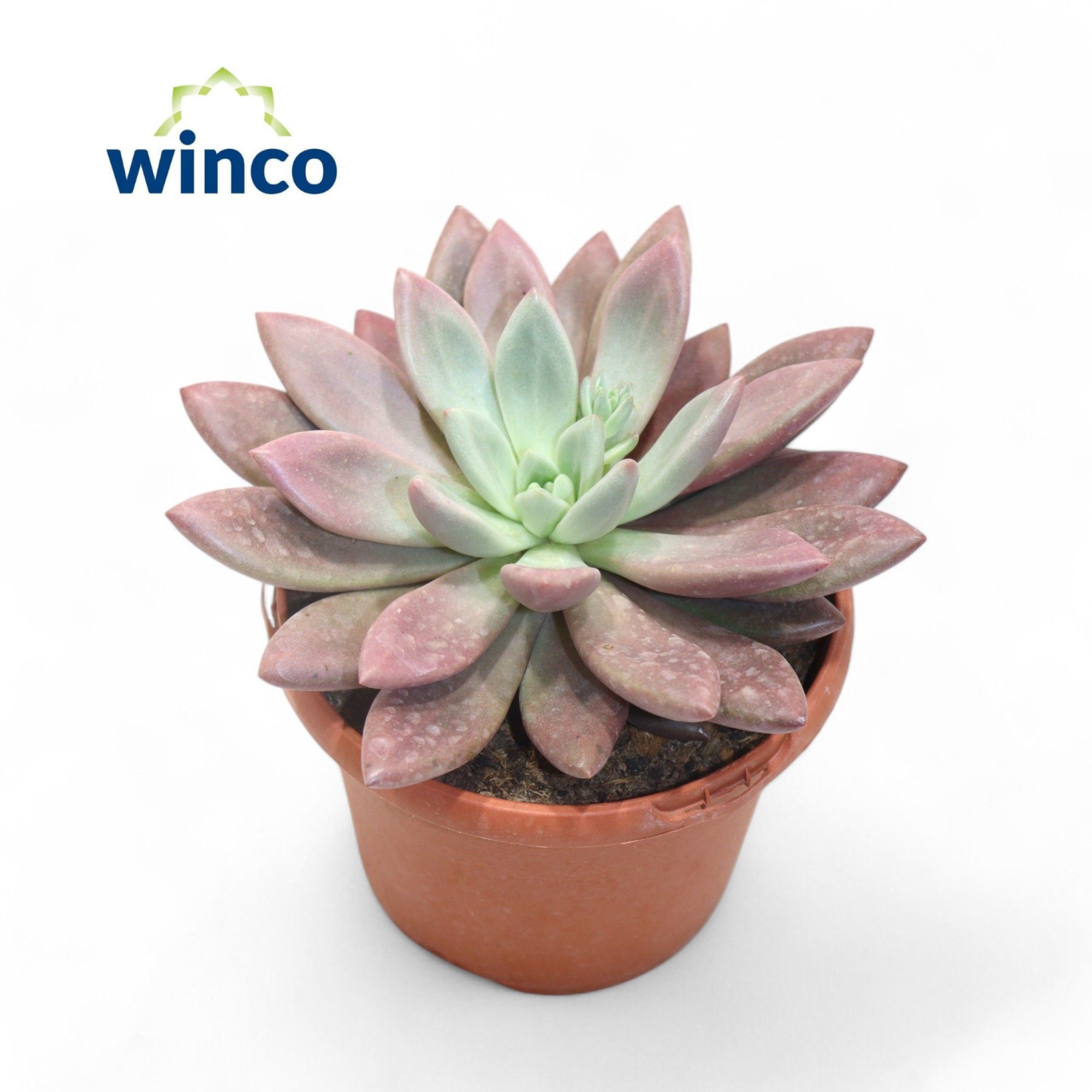 Graptoveria Rosie Crow, D 17