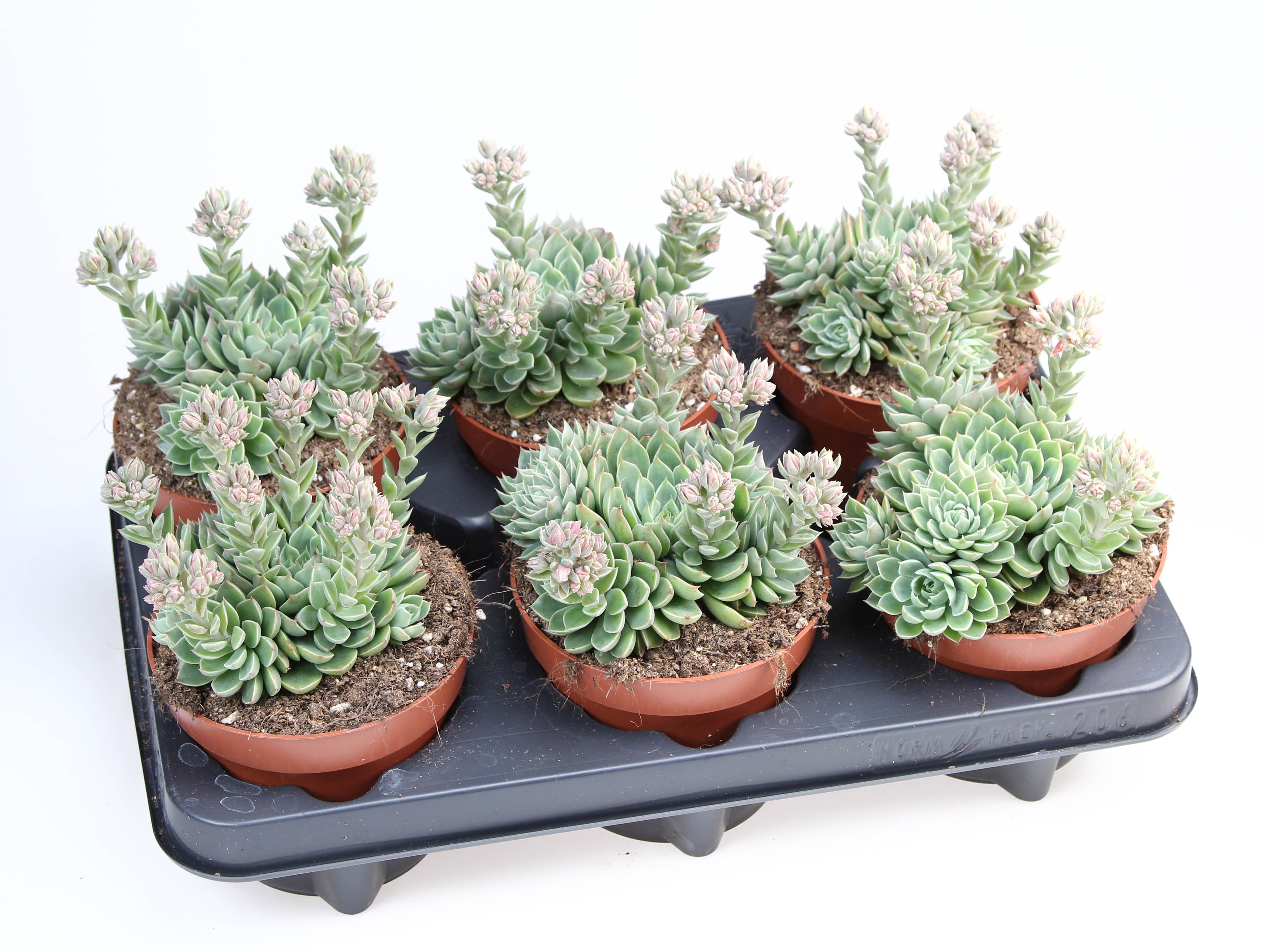 Graptopetalum Altair, D 12