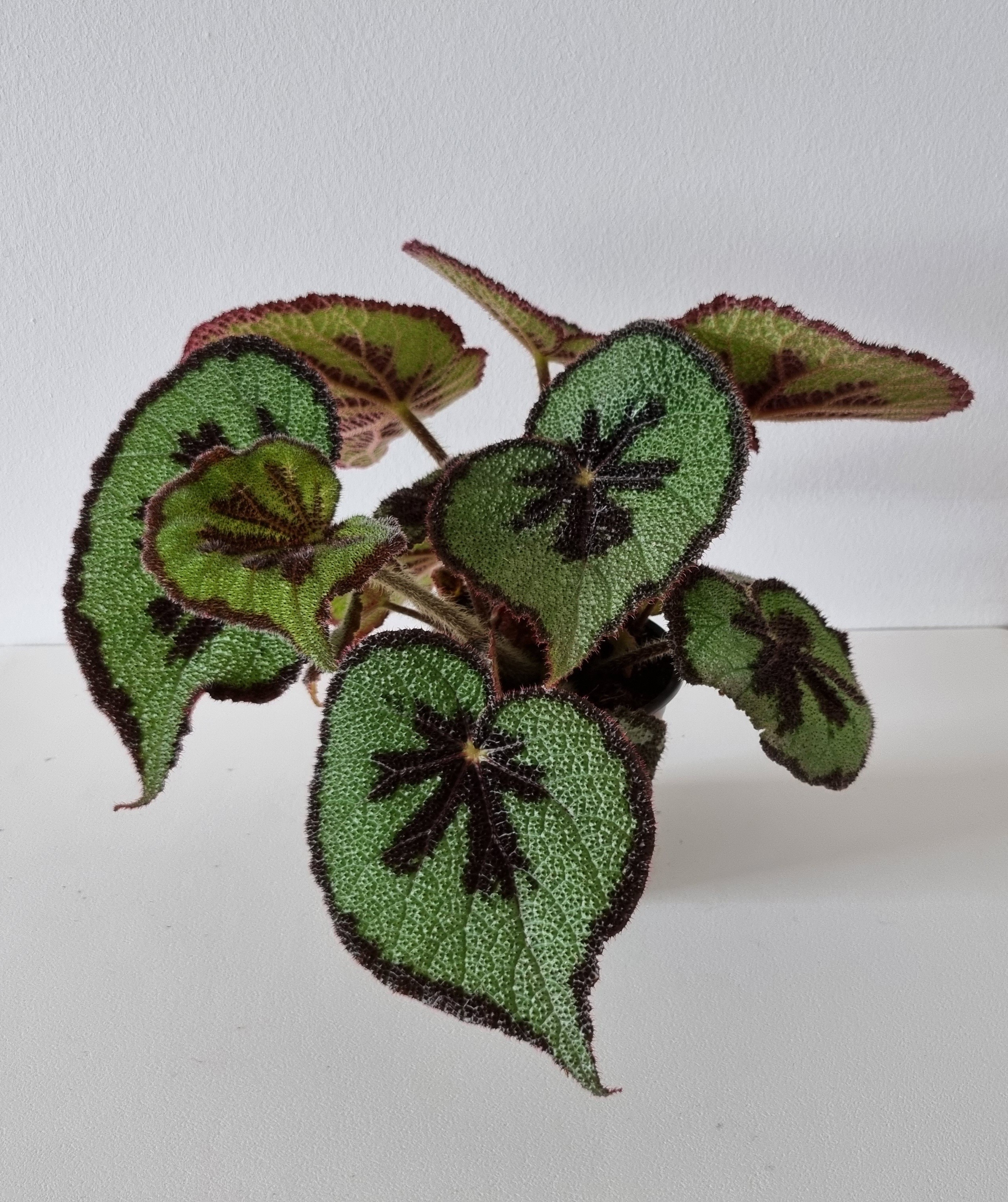 BEGONIA MASONIANA 'MOUNTAIN', D 12