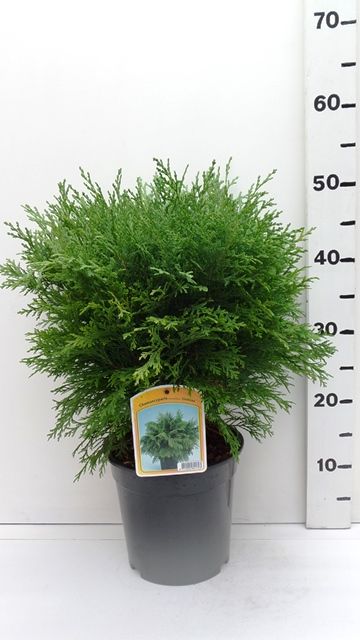 Chamaecyparis l. 'Globosa', D 19