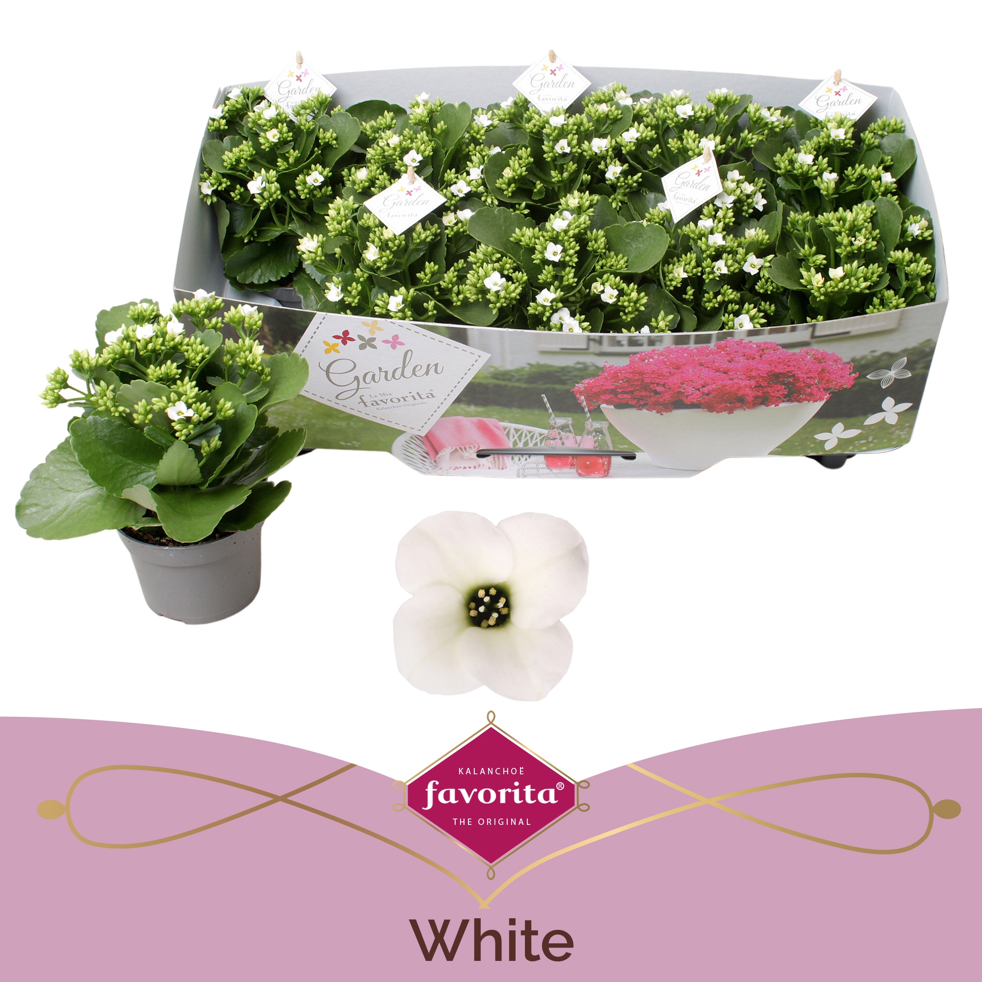 Kalanchoe garden favorita white, D 10,5