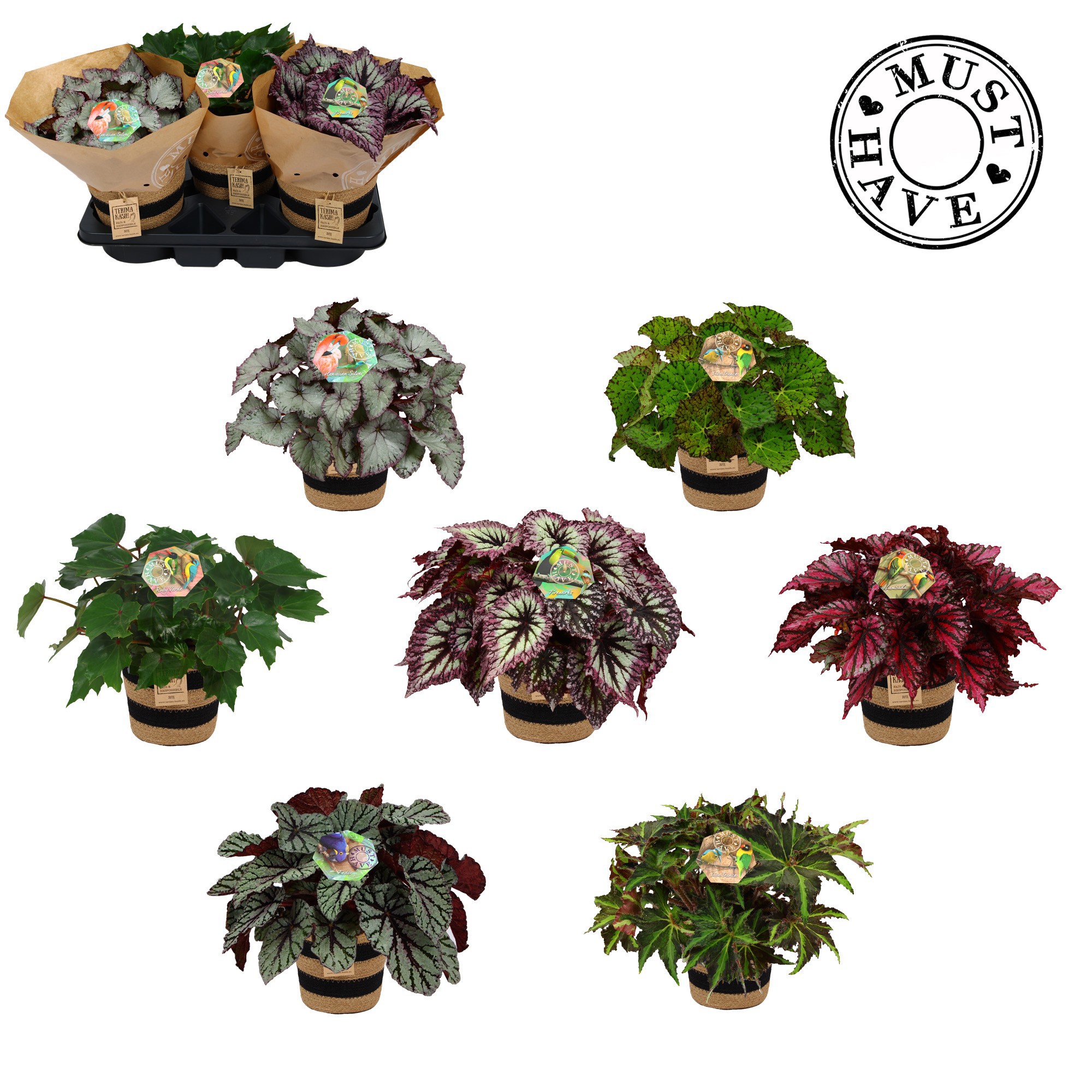 Bladbegonia Rex Mix in Jutte mand MUST HAVE, D 17