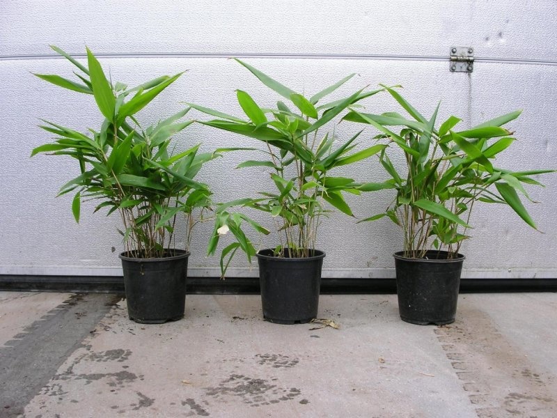 Indocalamus tessellatus, D 17