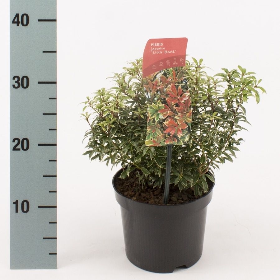 Pieris jap. little Heath, D 17