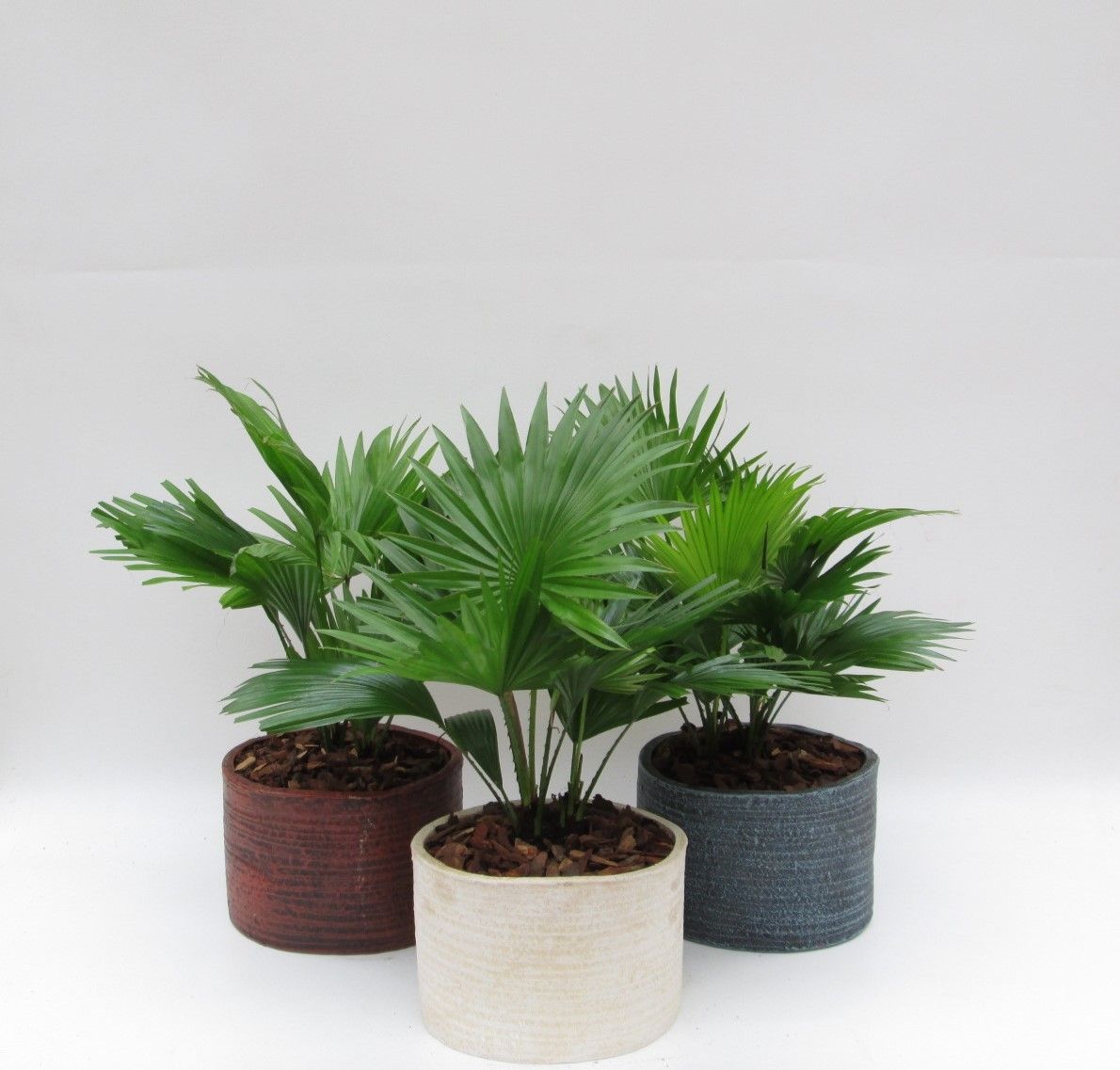 Livistona rotundifolia in Ruby pot, D 20