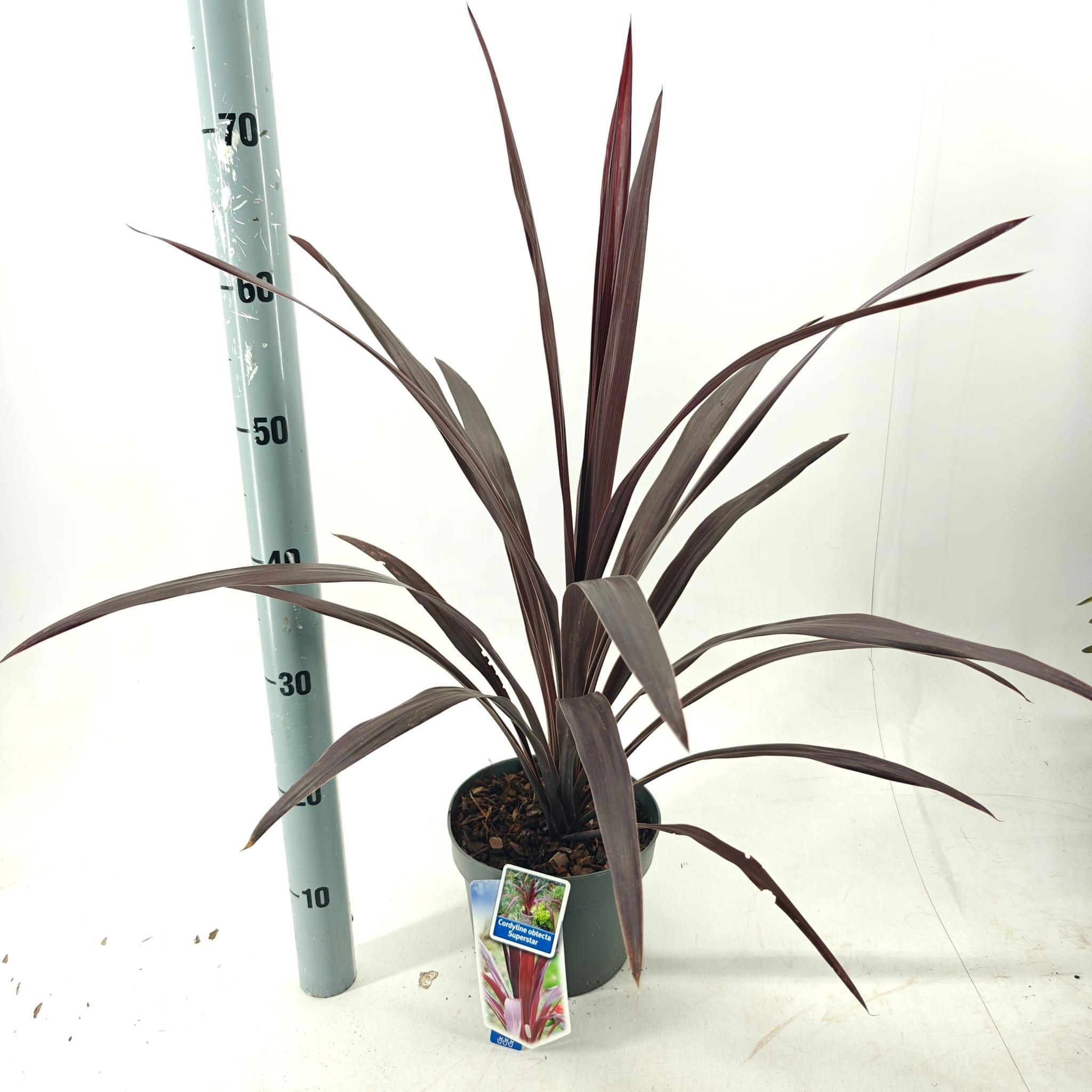 Cordyline obtecta Superstar ('Albatross'PBR), D 19
