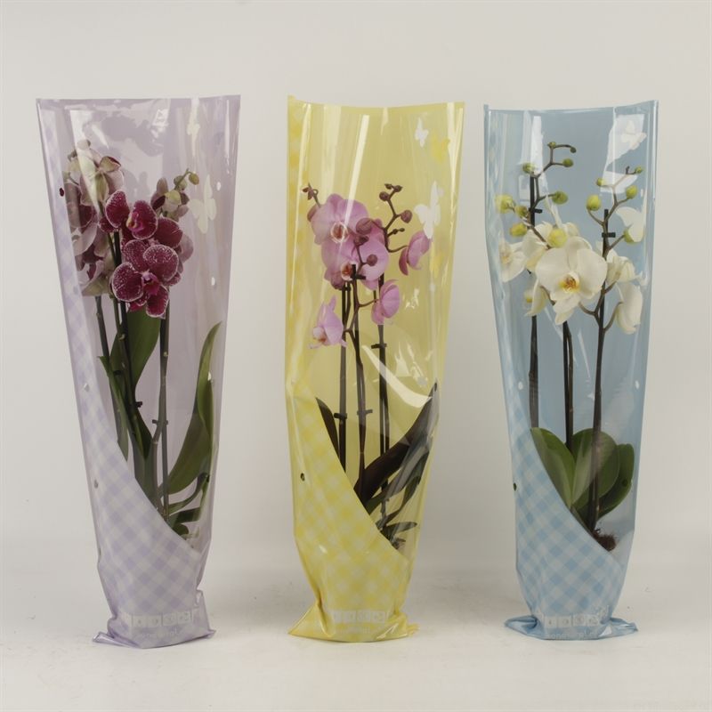 Phalaenopsis gemengd 3 tak gemengd in vlinder zomerhoes, D 12