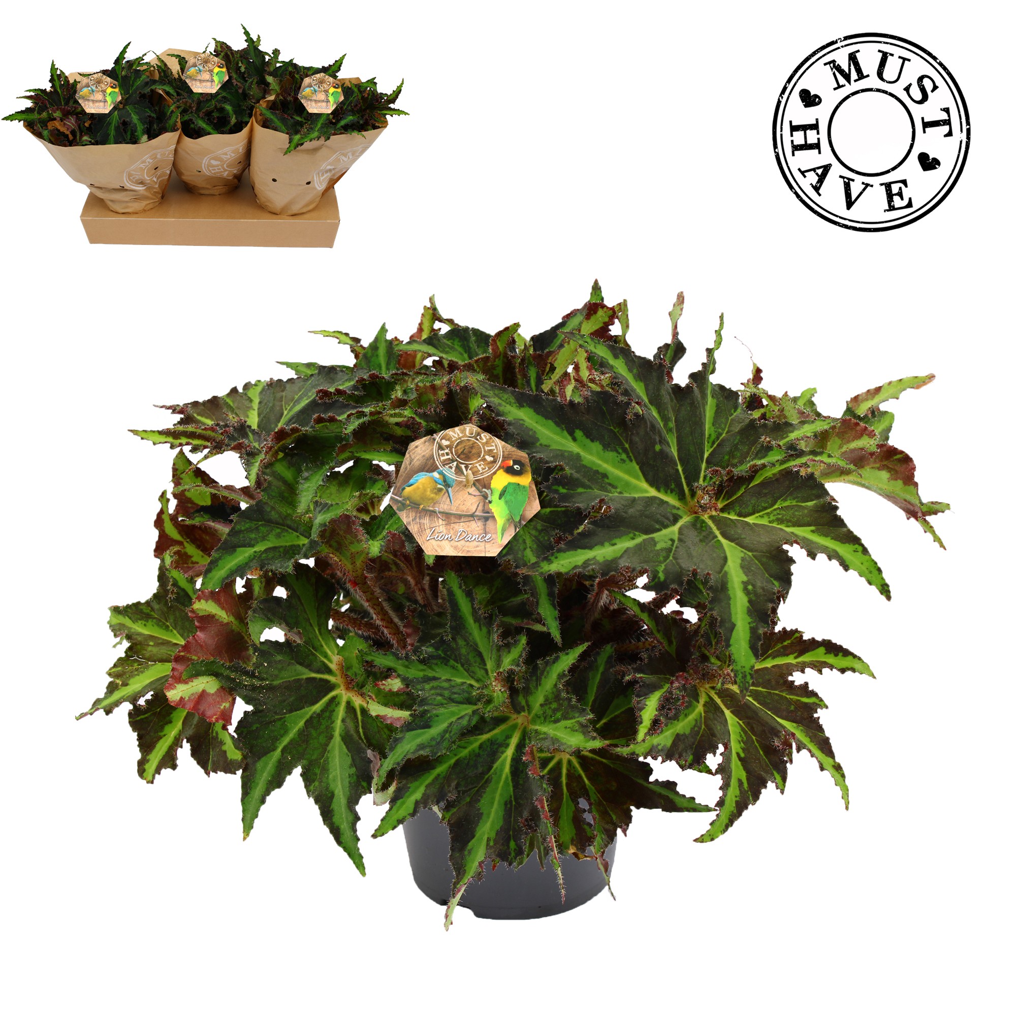 Bladbegonia Rex 17 Liondance Must Have, D 17