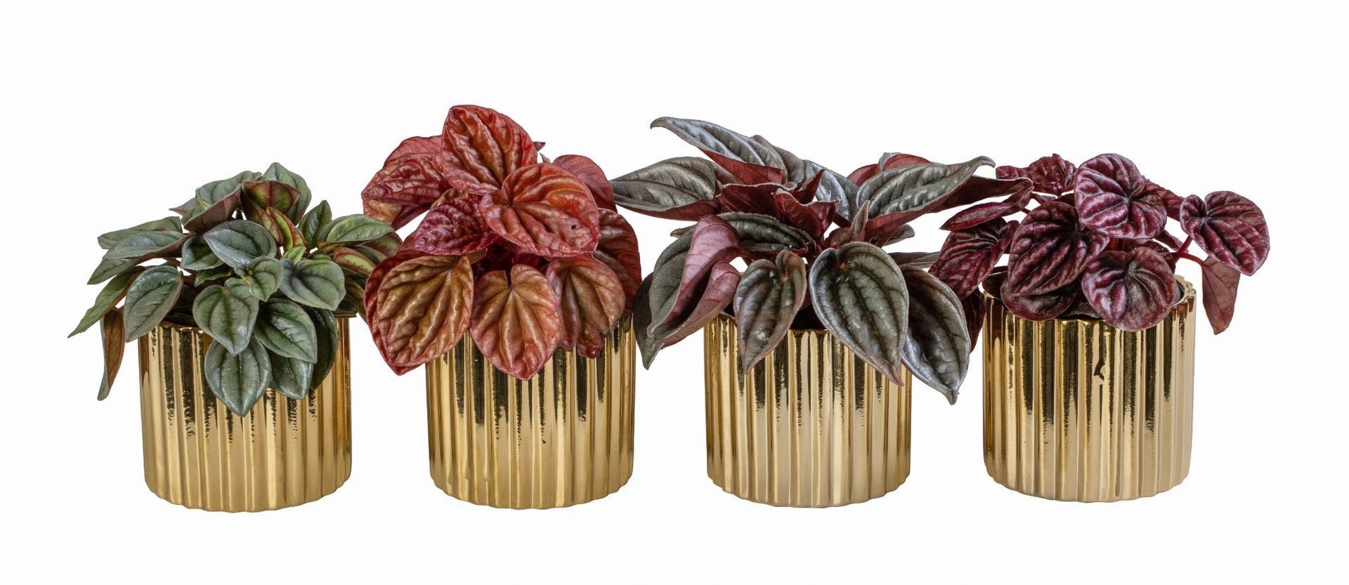 L 66264 With Peperomia Caperata Mix 6 cm, D 6