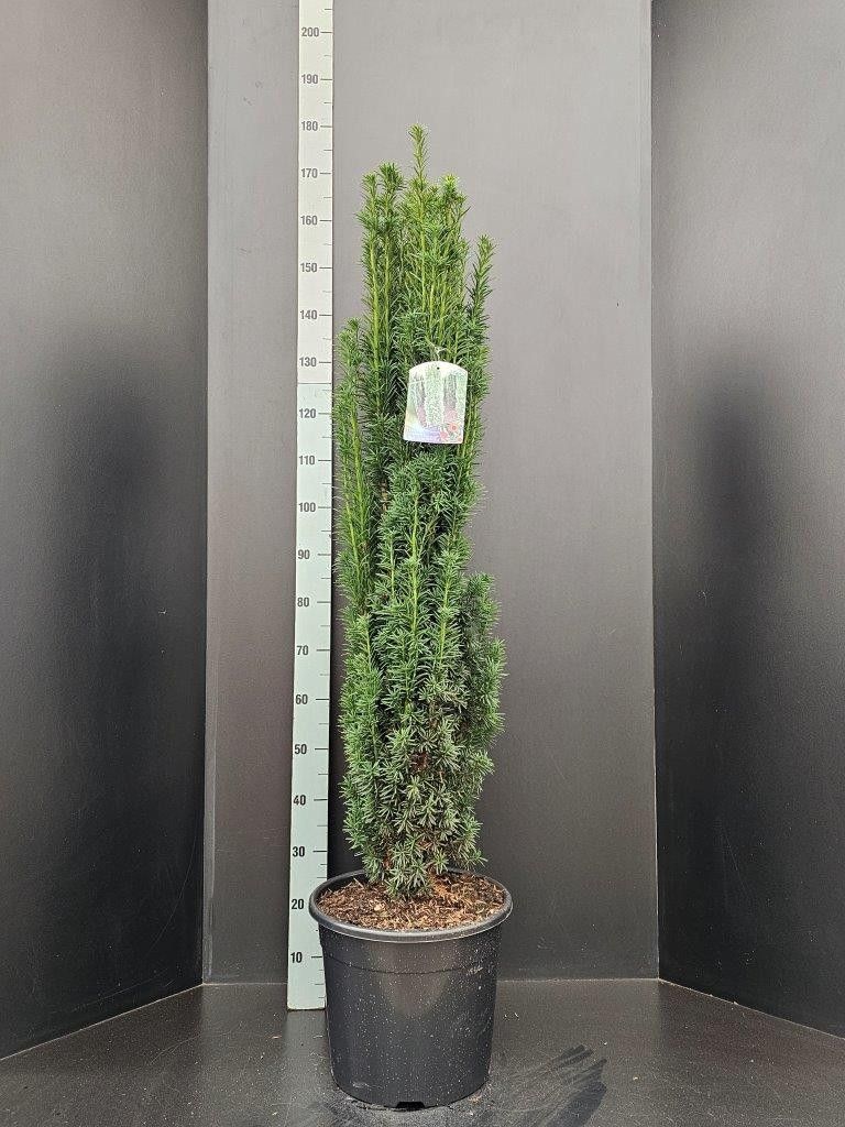 Taxus baccata 'Fastigiata Robusta', D 34