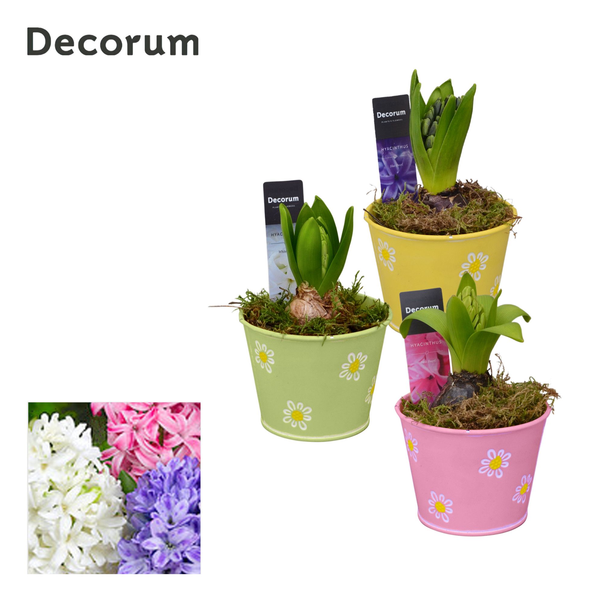 Hyacint Fleur Petit HL13473 [LOVELY COLORS], D 10