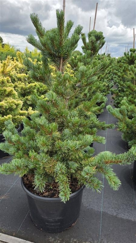 Pinus parv. 'Shizukagoten', D 50