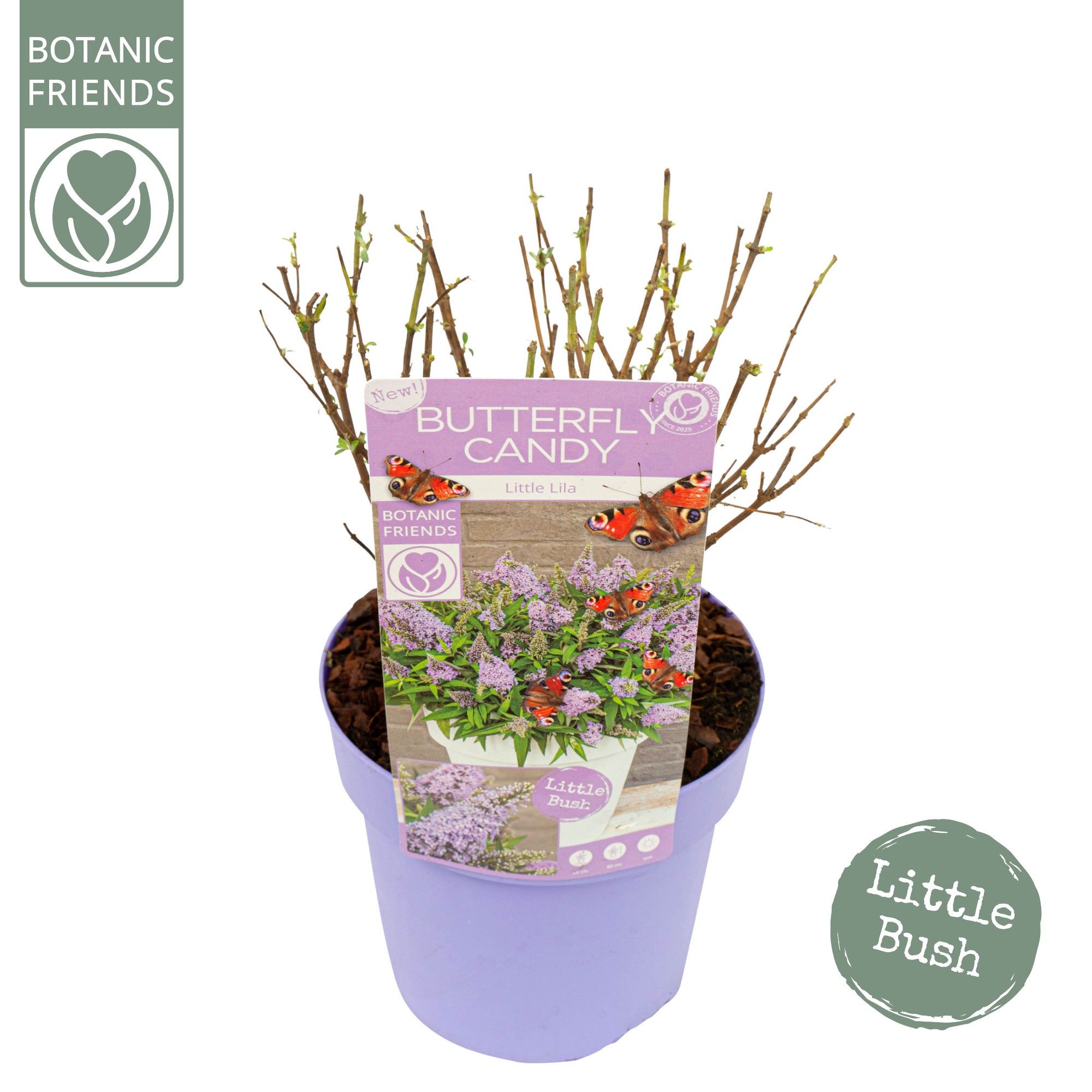 Buddleja Butterfly Candy 'Little Lila'®, D 19