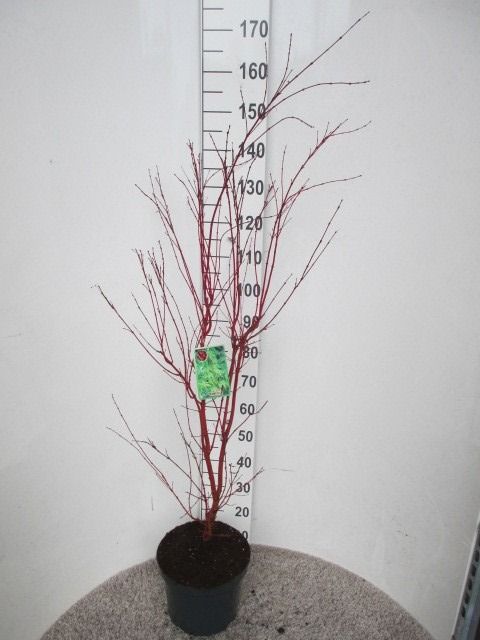 Acer palm. Sangokaku 100-125 P30, D 30