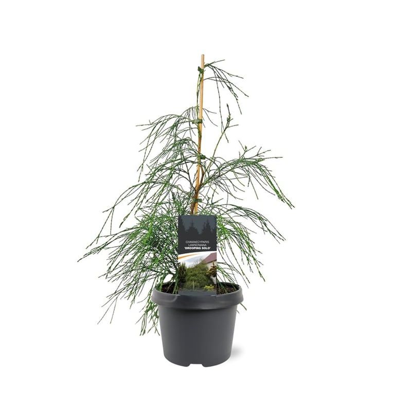 Chamaecyparis law. 'Drooping Solo', D 19