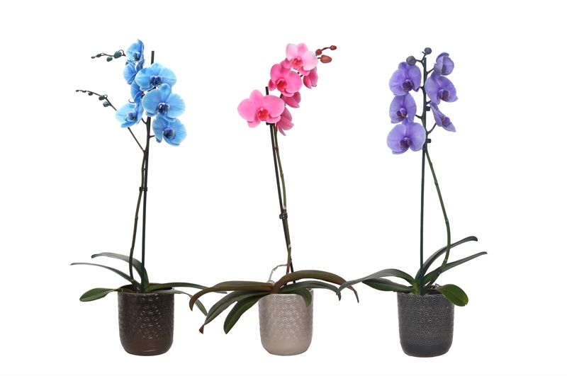 Vera p12 symmetric mix Phal I am mix 1T09+, D 12