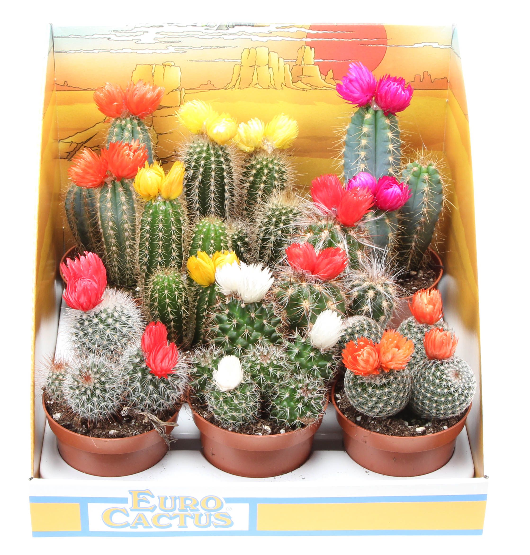 Strobloem in showdoos, D 8,5