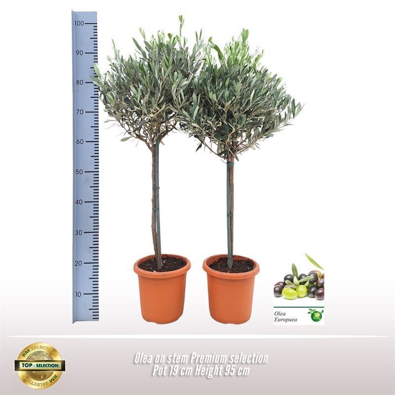 Olea op stam Premium Selection, D 19
