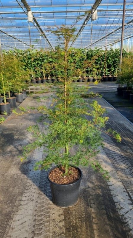 Acer pal. 'Emerald Lace', D 40