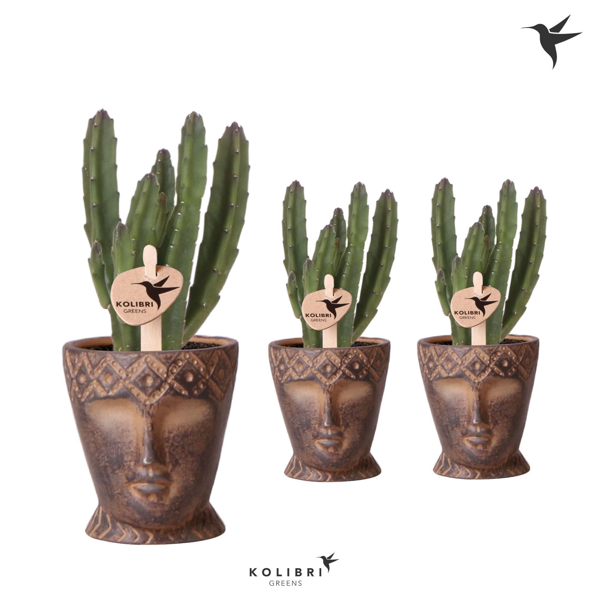 Kolibri Greens Stapelia Leendertziae in Totem Mask pot, D 6