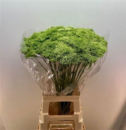 Трахелиум Лэйк Пауэл 75, шт.