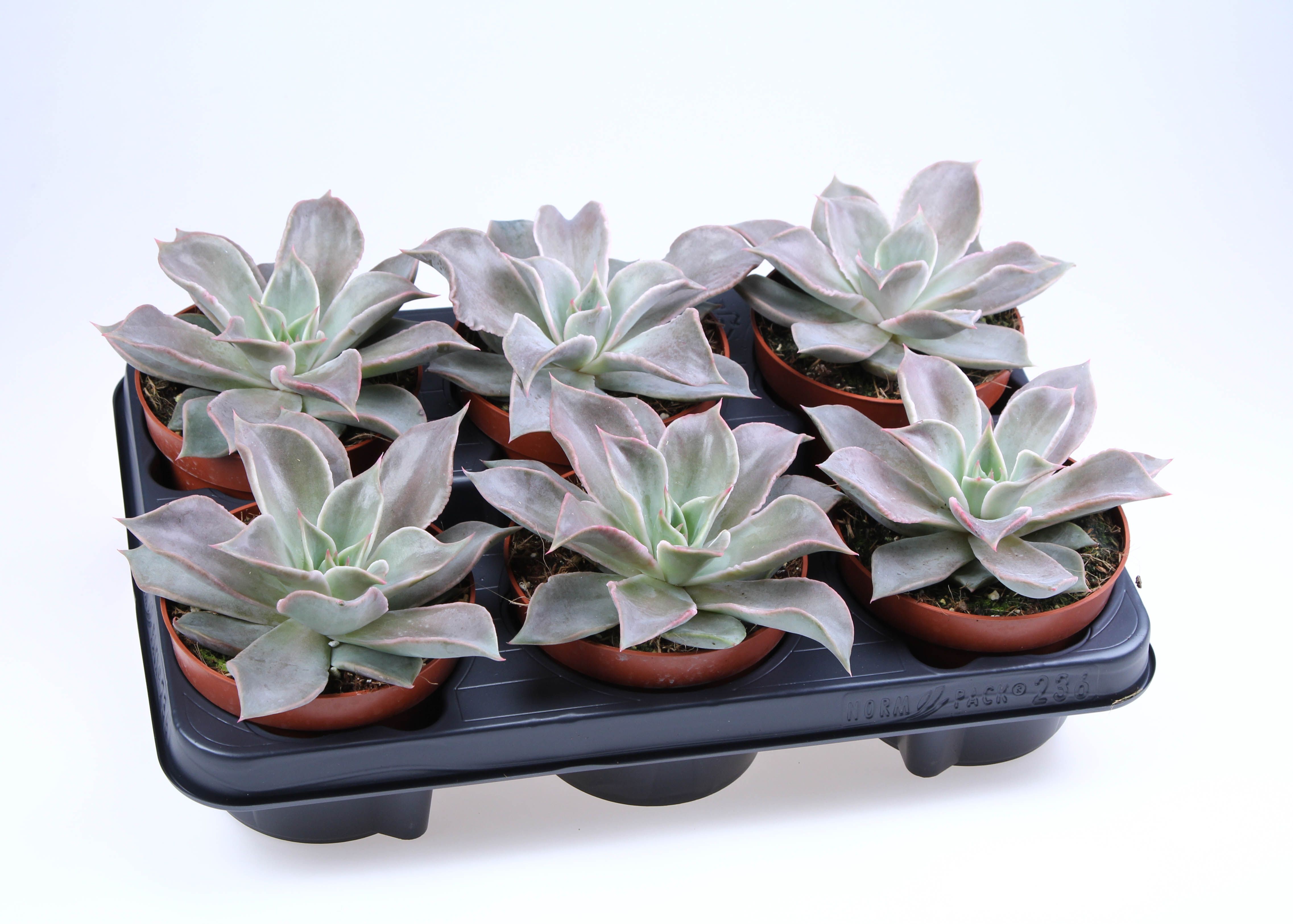 Echeveria Madiba, D 12