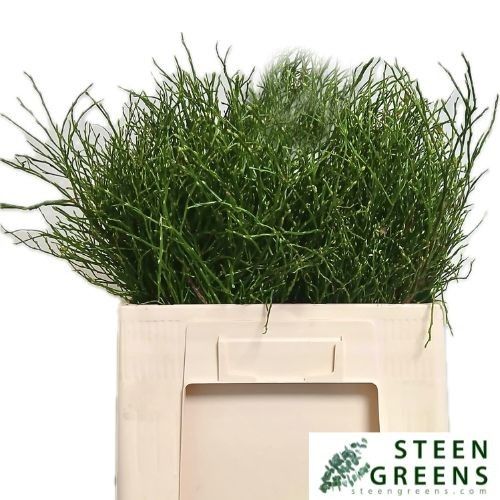 Вациниум Миртилус за пучок 50, пуч.