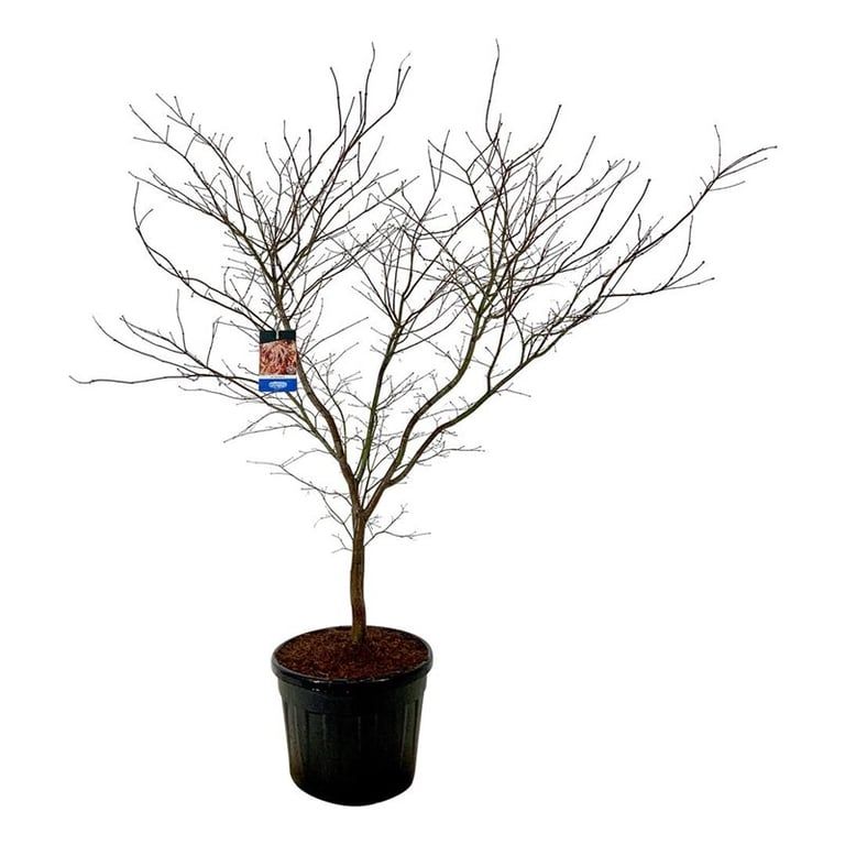 Acer North Wind ®, D 60