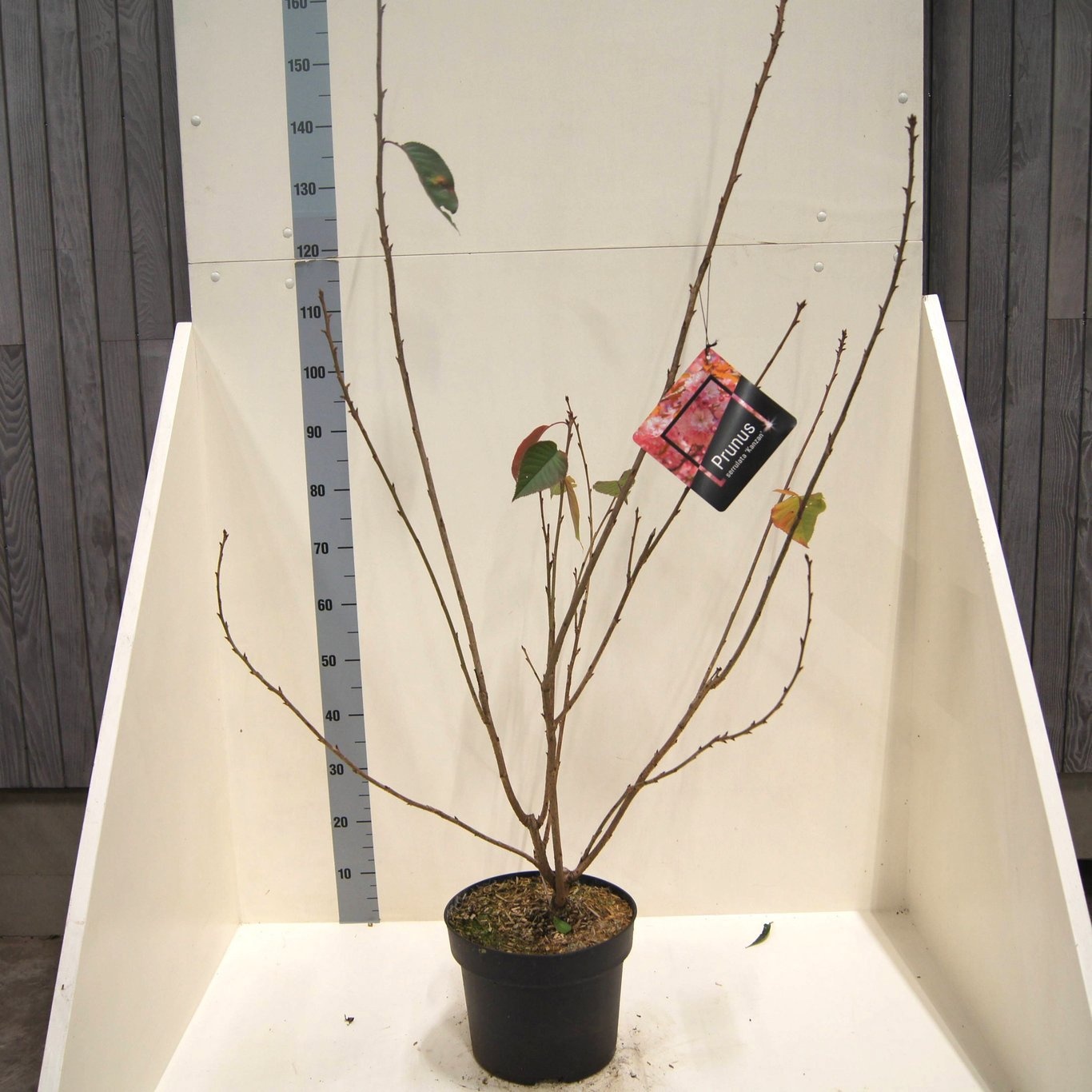 Prunus ser. 'Kanzan', D 28