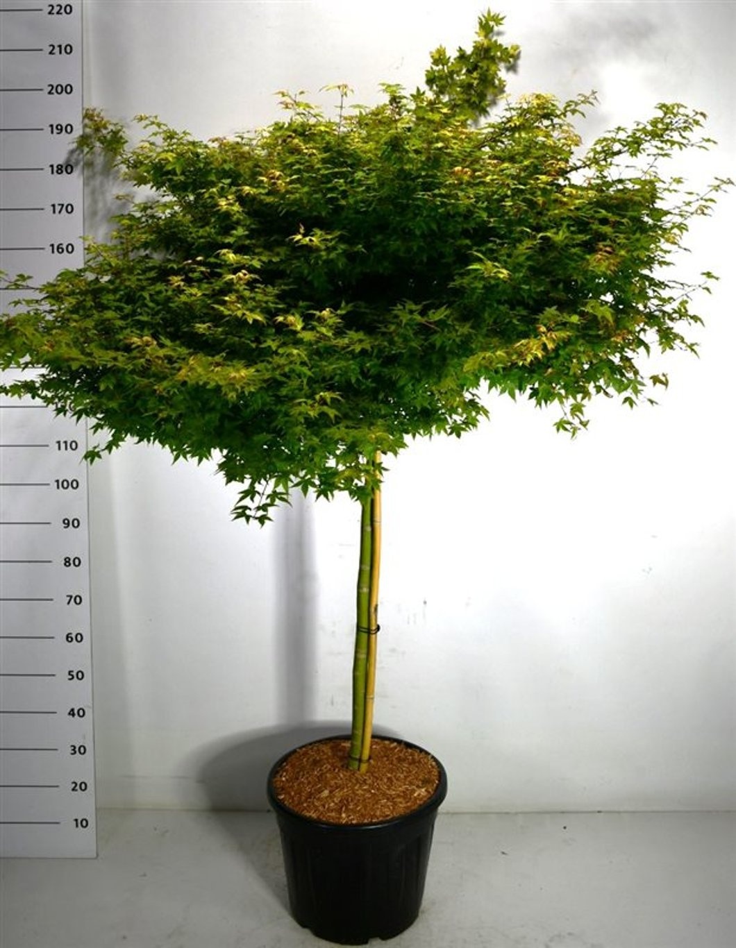 Acer pal. 'Little Princess', D 40