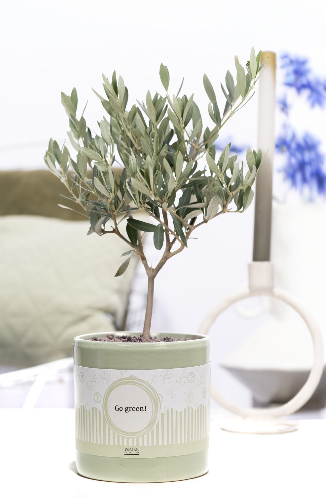 Olea Europaea in P&P cadeau concept: GO GREEN!, D 12